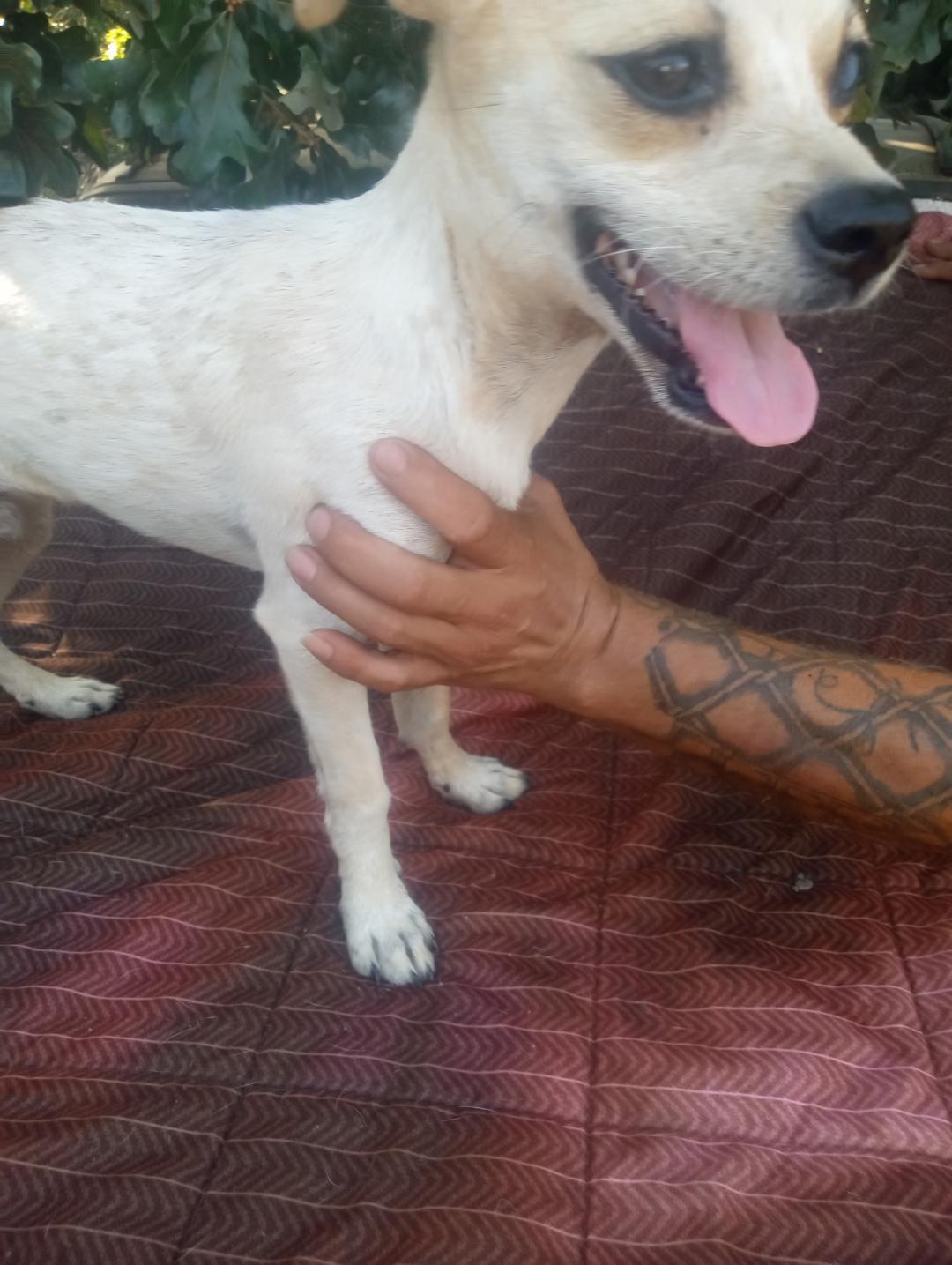 Davy, Adoptable, Young Male Chihuahua.