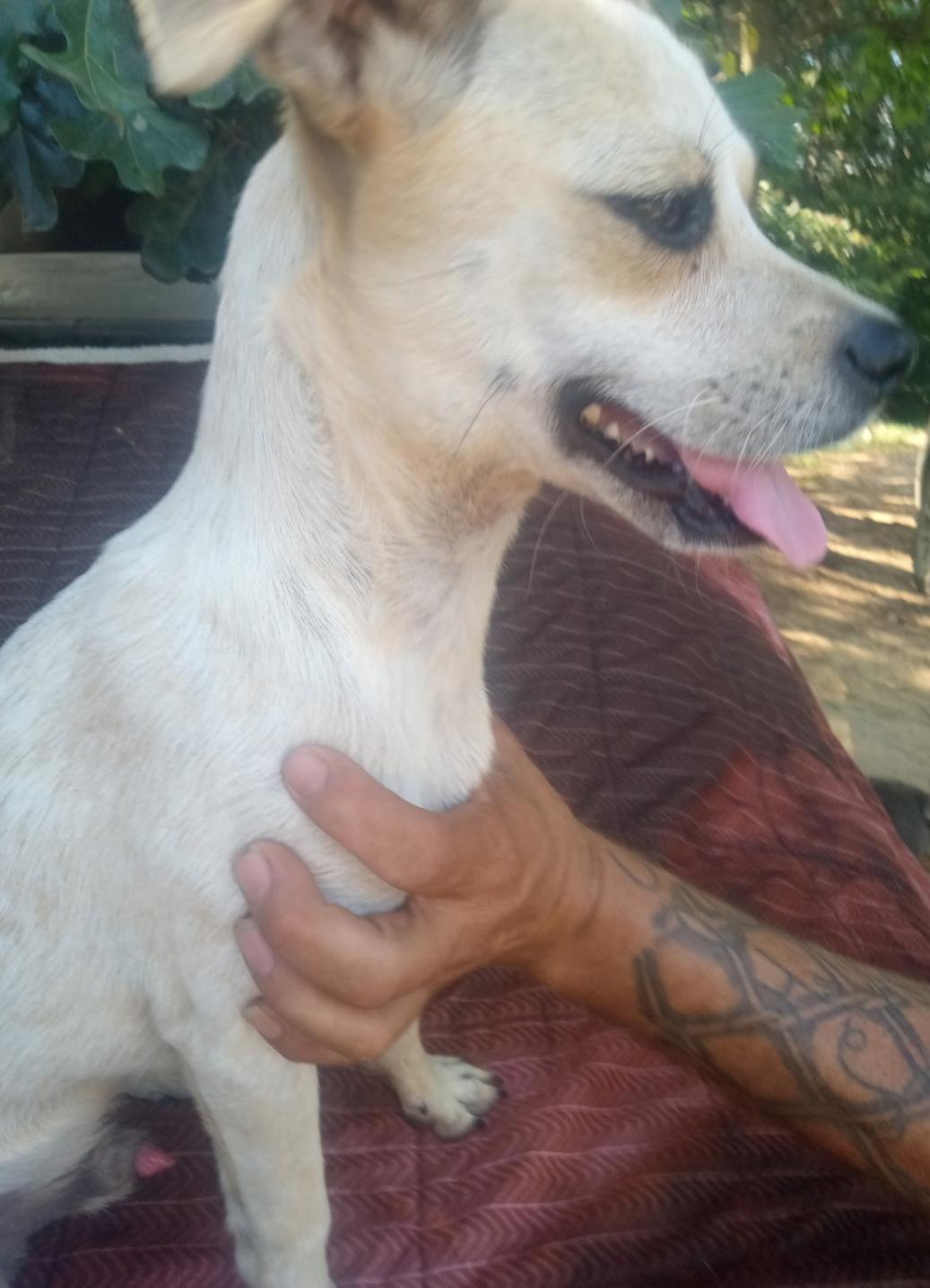 Enlarge Davy, a Adoptable mixed breed in Mena, AR image 2/2