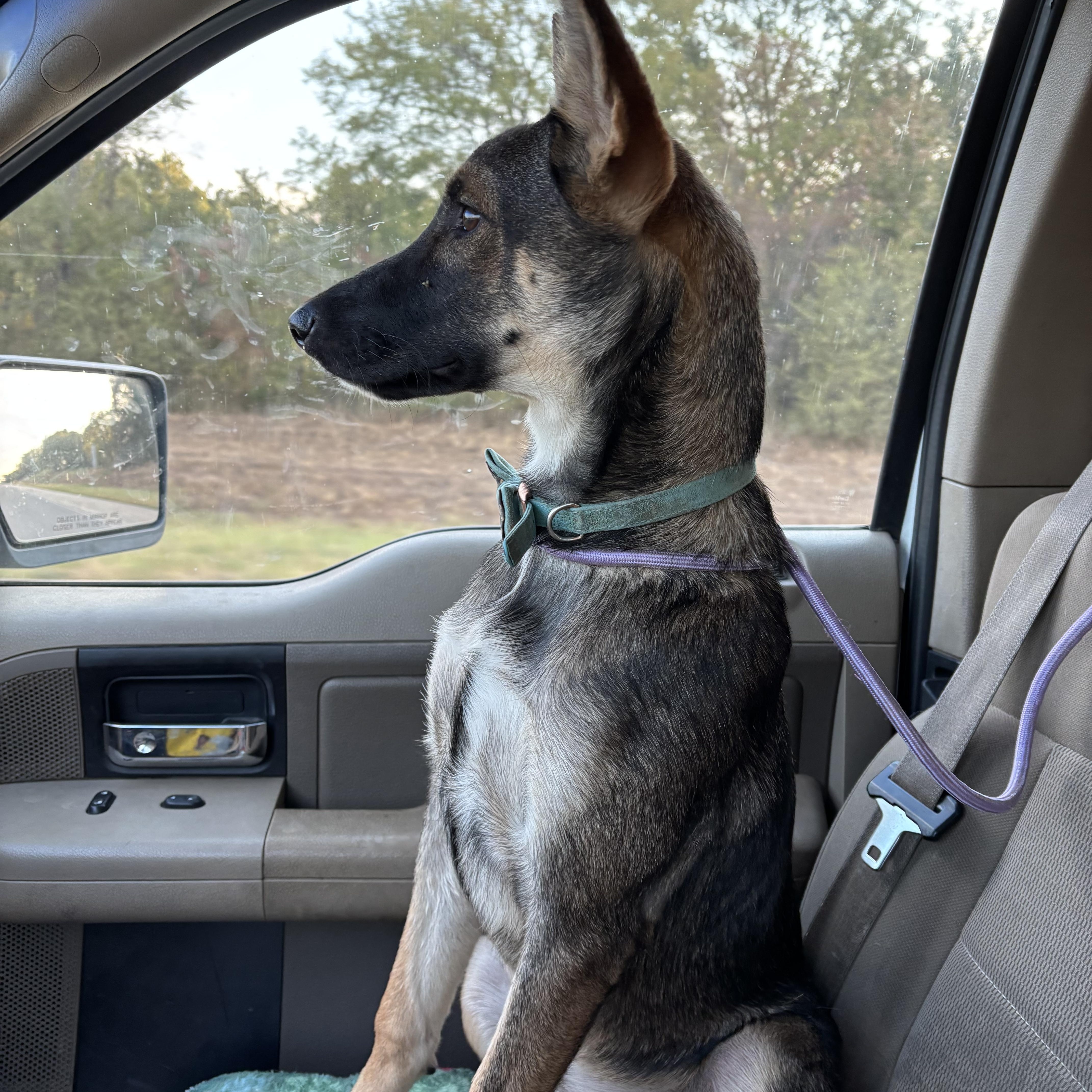 Dixie, Adoptable, Young Female German Shepherd Dog.