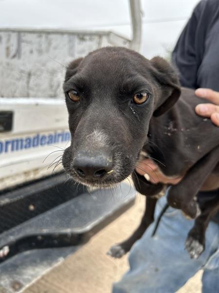 Zepplin, Adoptable, Puppy Male German Shepherd Dog.
