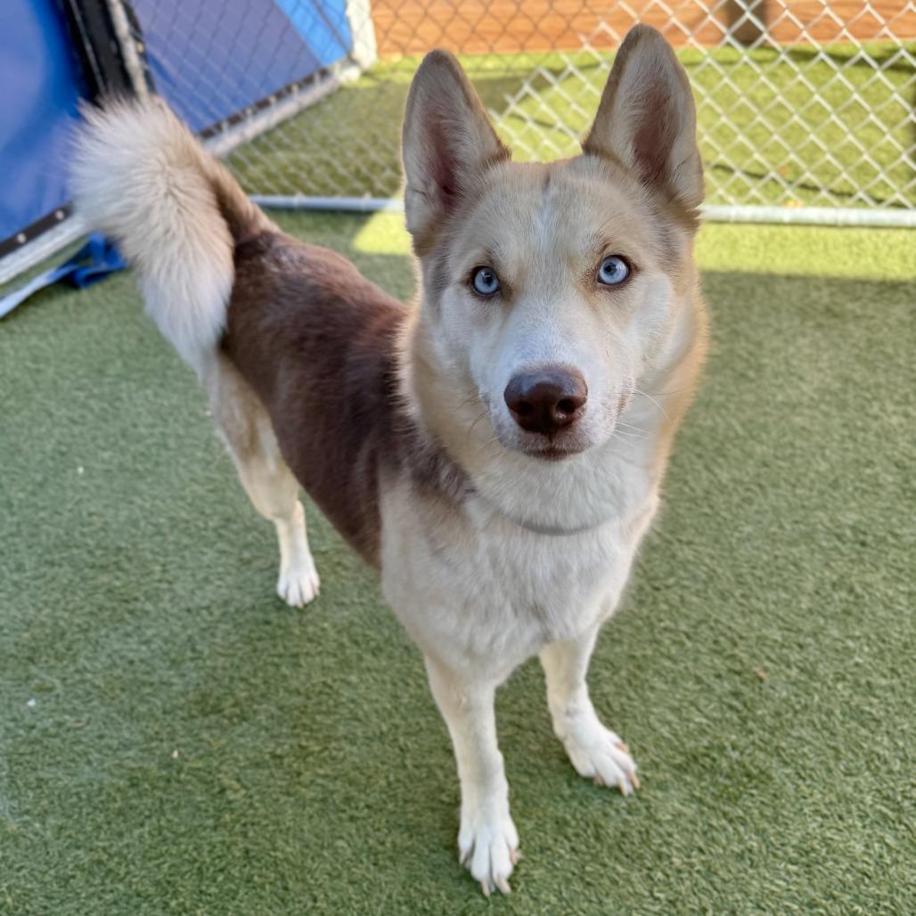 Enlarge Cinnamon, a Adoptable mixed breed in Hawthorne, CA image 2/2