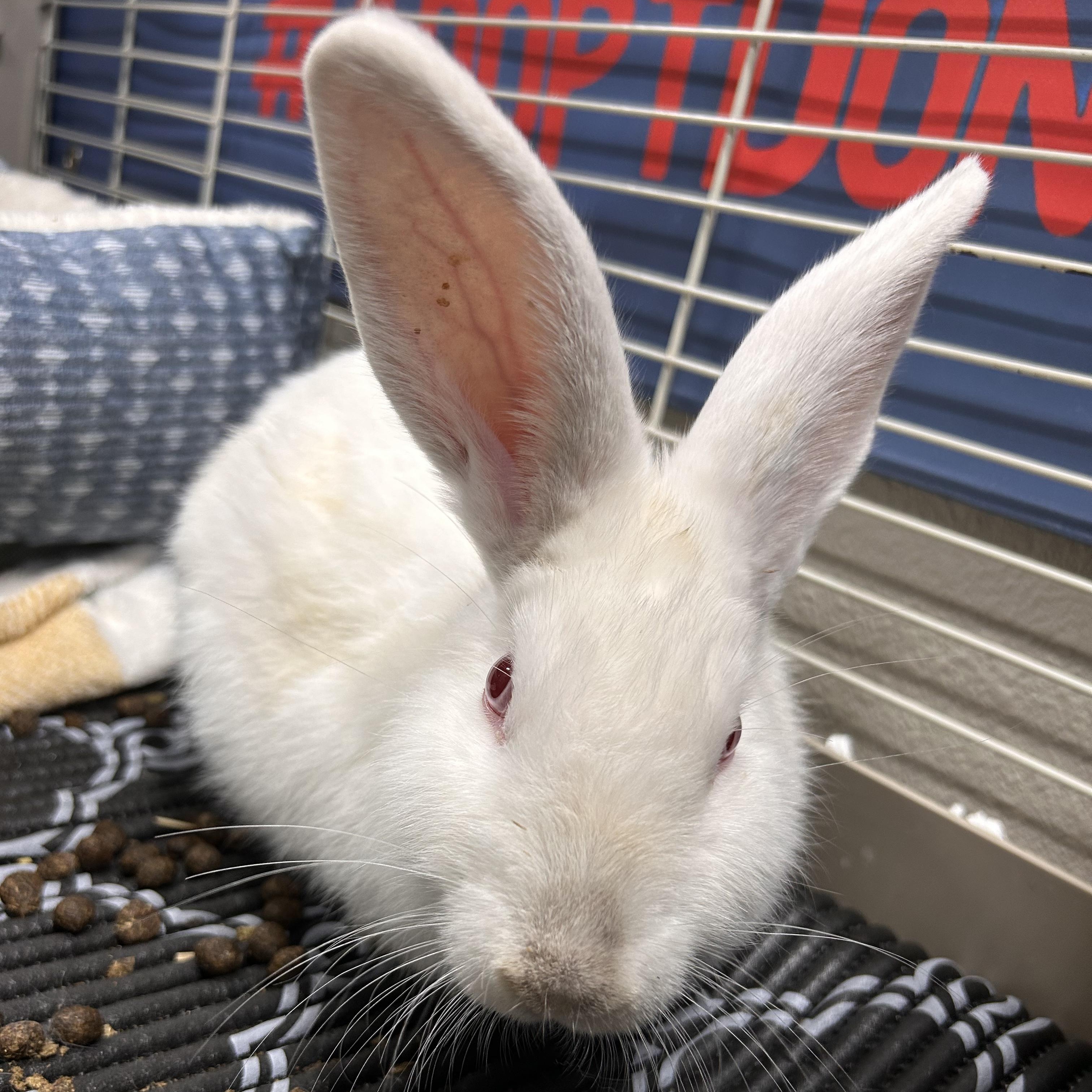 Enlarge Casper, a Adopted mixed breed in The Colony, TX image 2/6