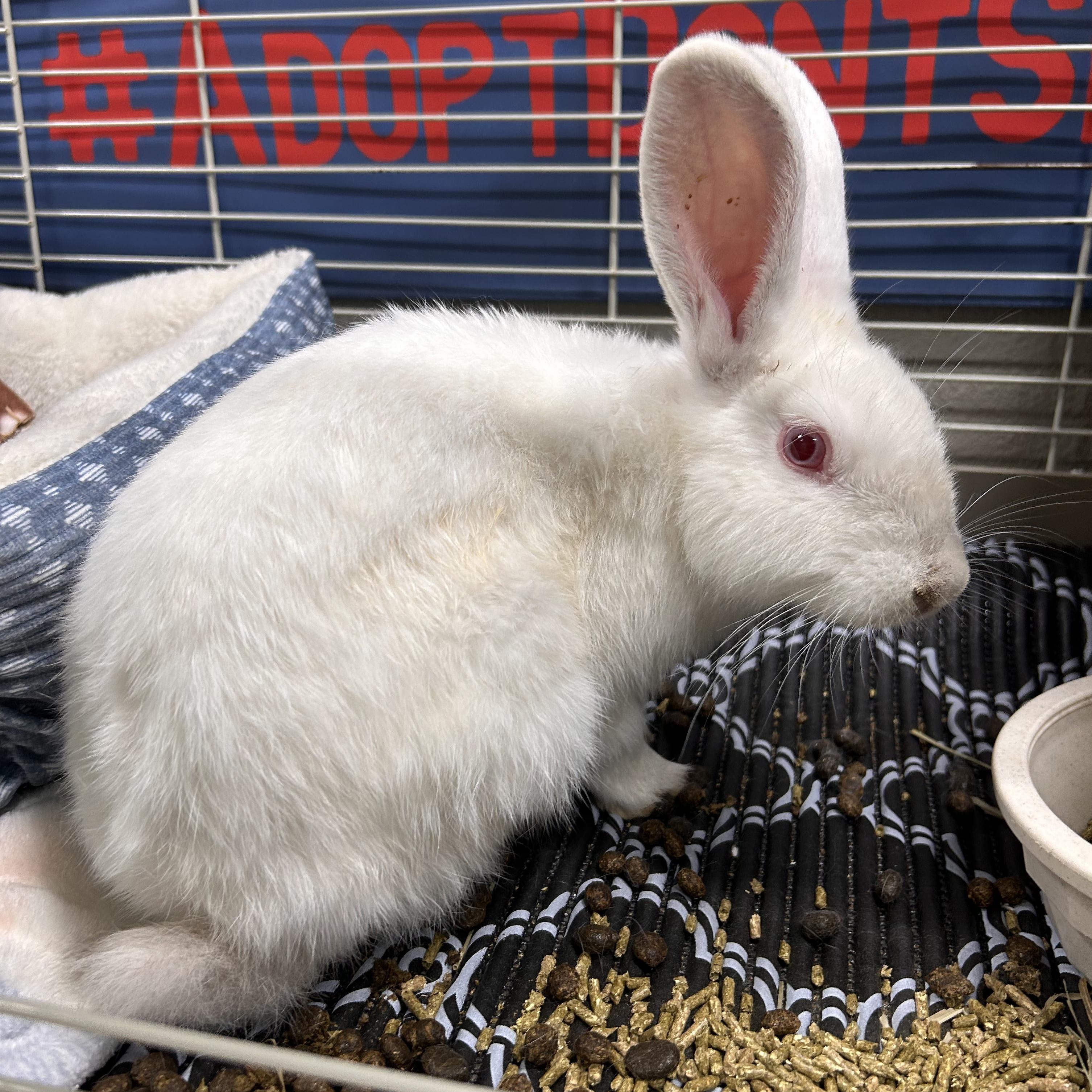 Enlarge Casper, a Adopted mixed breed in The Colony, TX image 6/6
