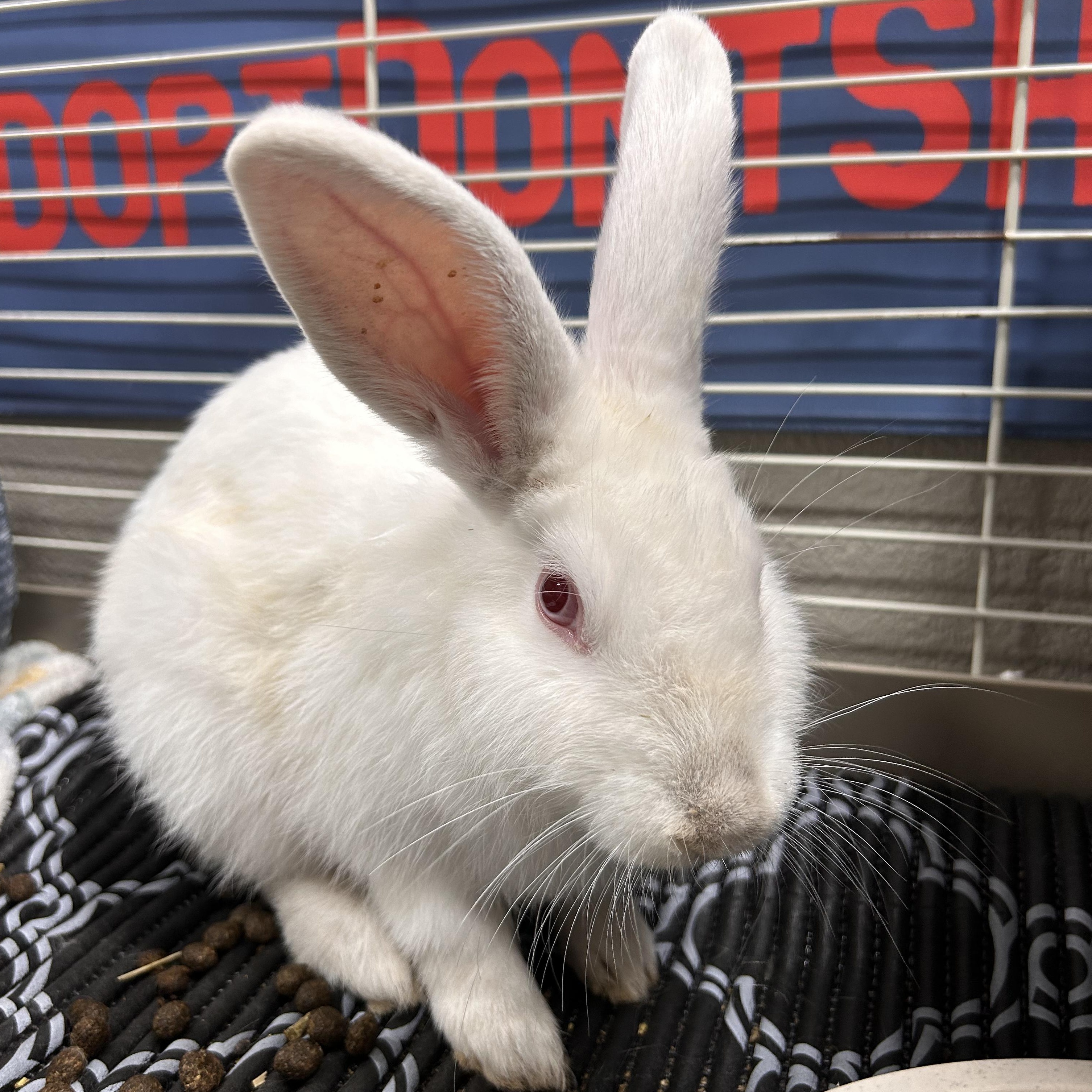 Enlarge Casper, a Adopted mixed breed in The Colony, TX image 5/6