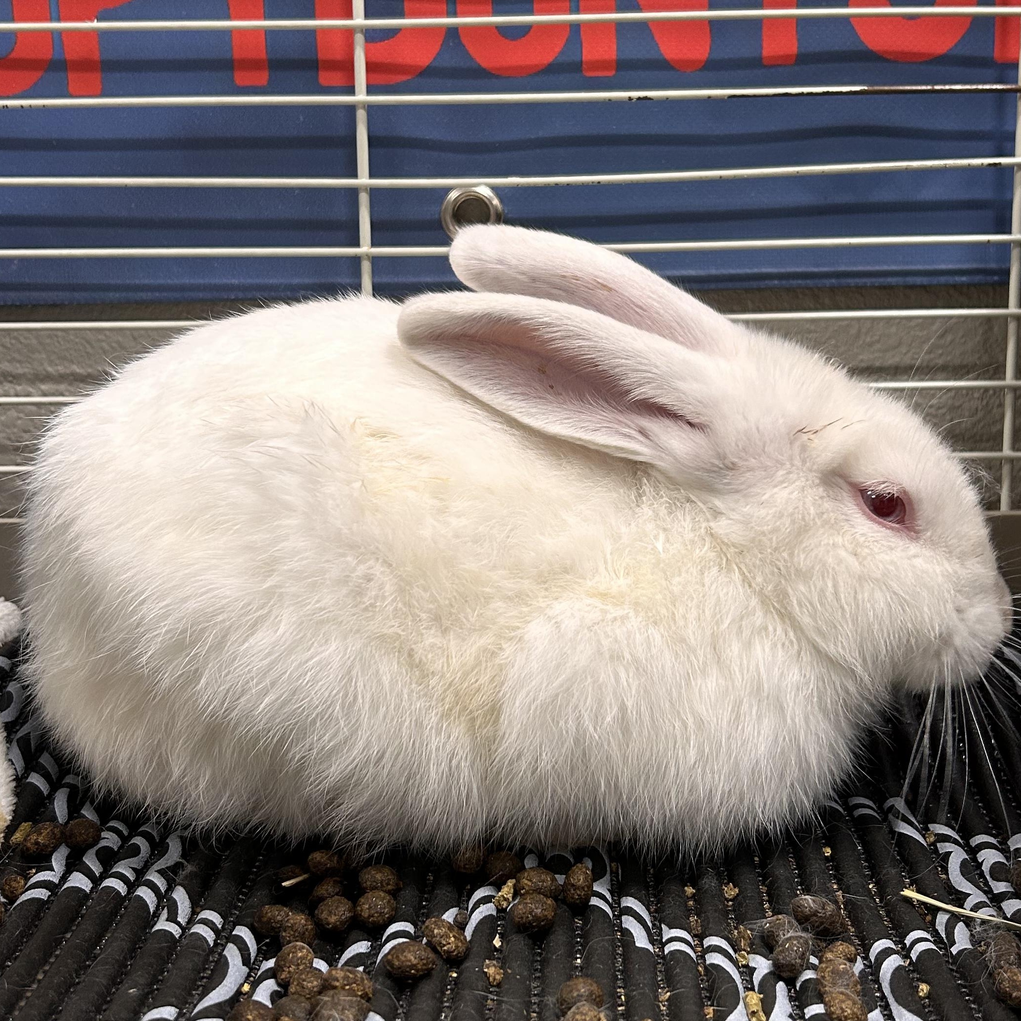 Enlarge Casper, a Adopted mixed breed in The Colony, TX image 4/6