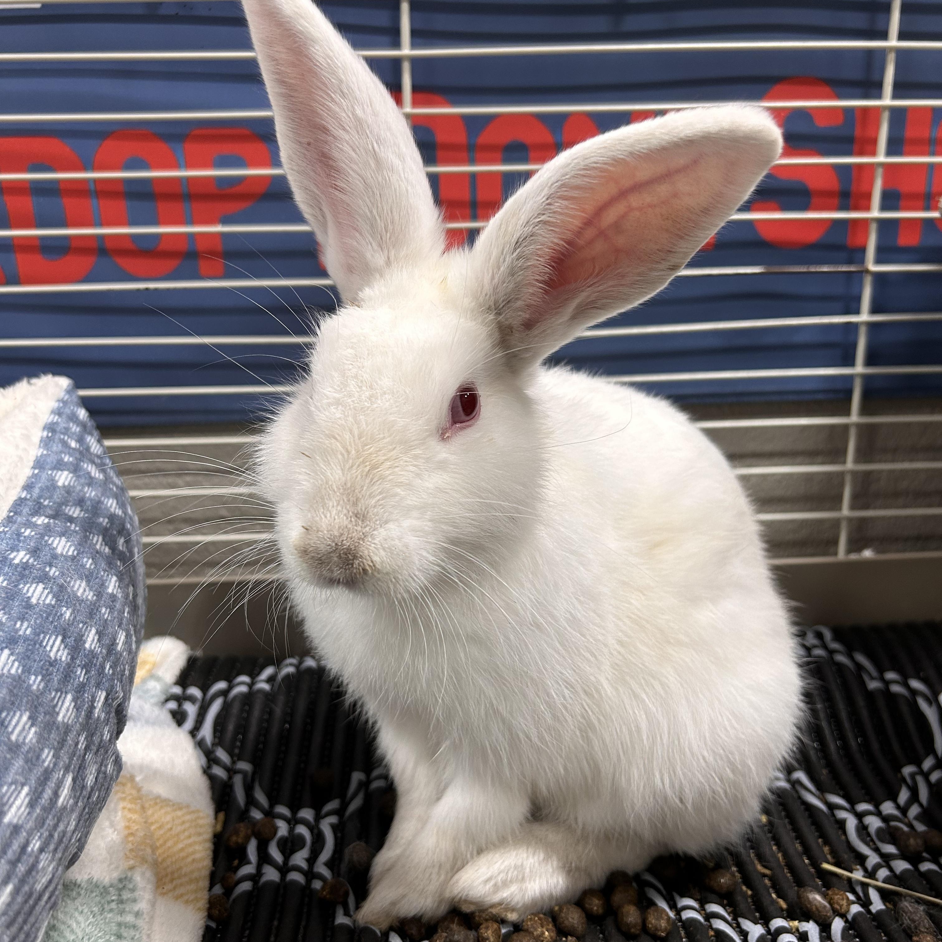 Enlarge Casper, a Adopted mixed breed in The Colony, TX image 1/6