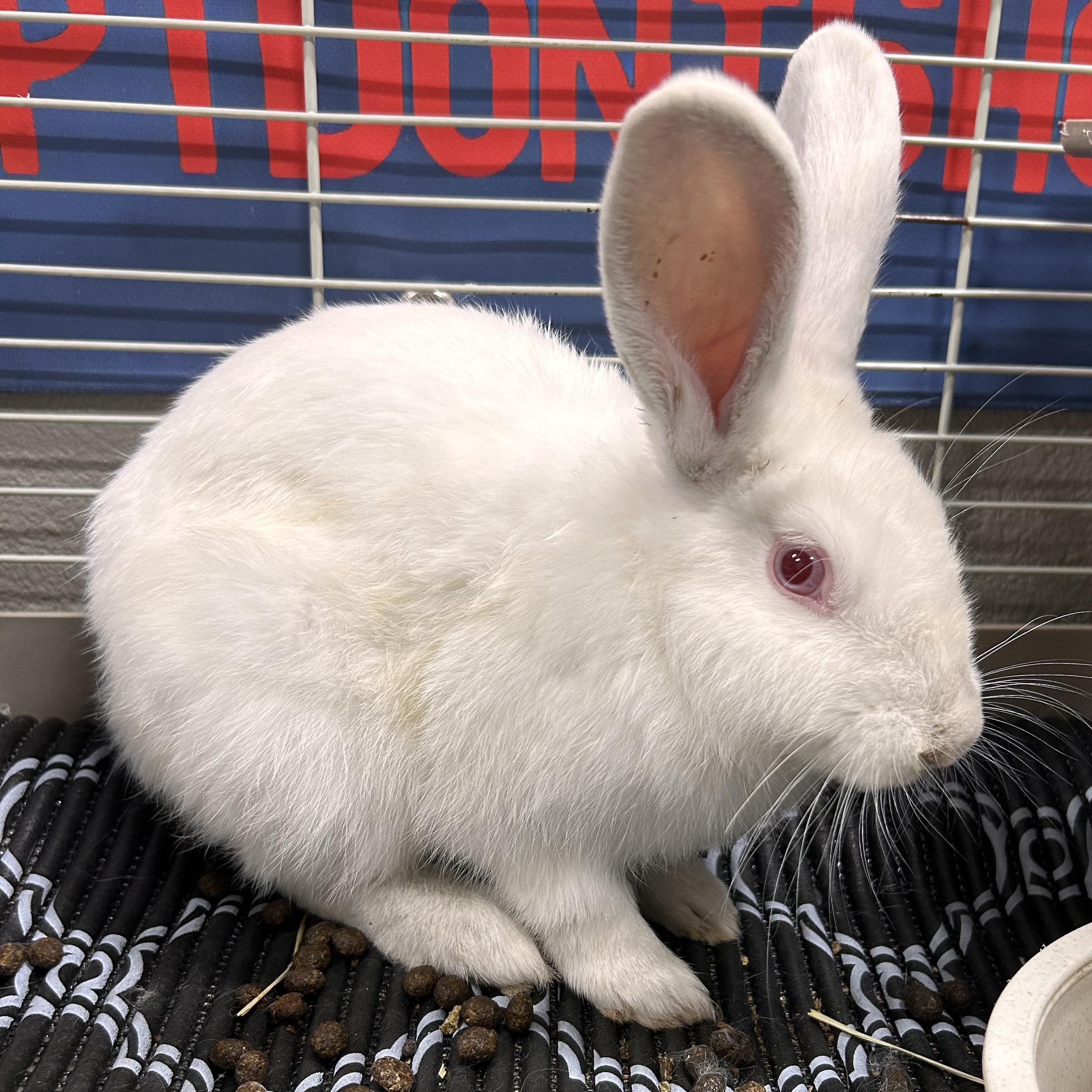 Enlarge Casper, a Adopted mixed breed in The Colony, TX image 3/6