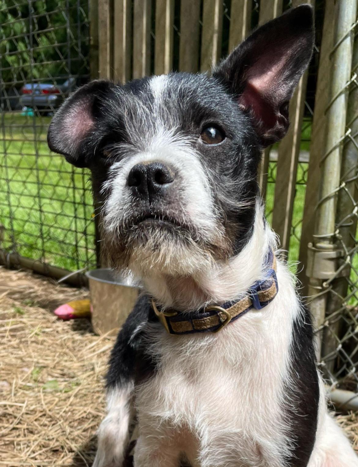 Etna, Baby Male Terrier