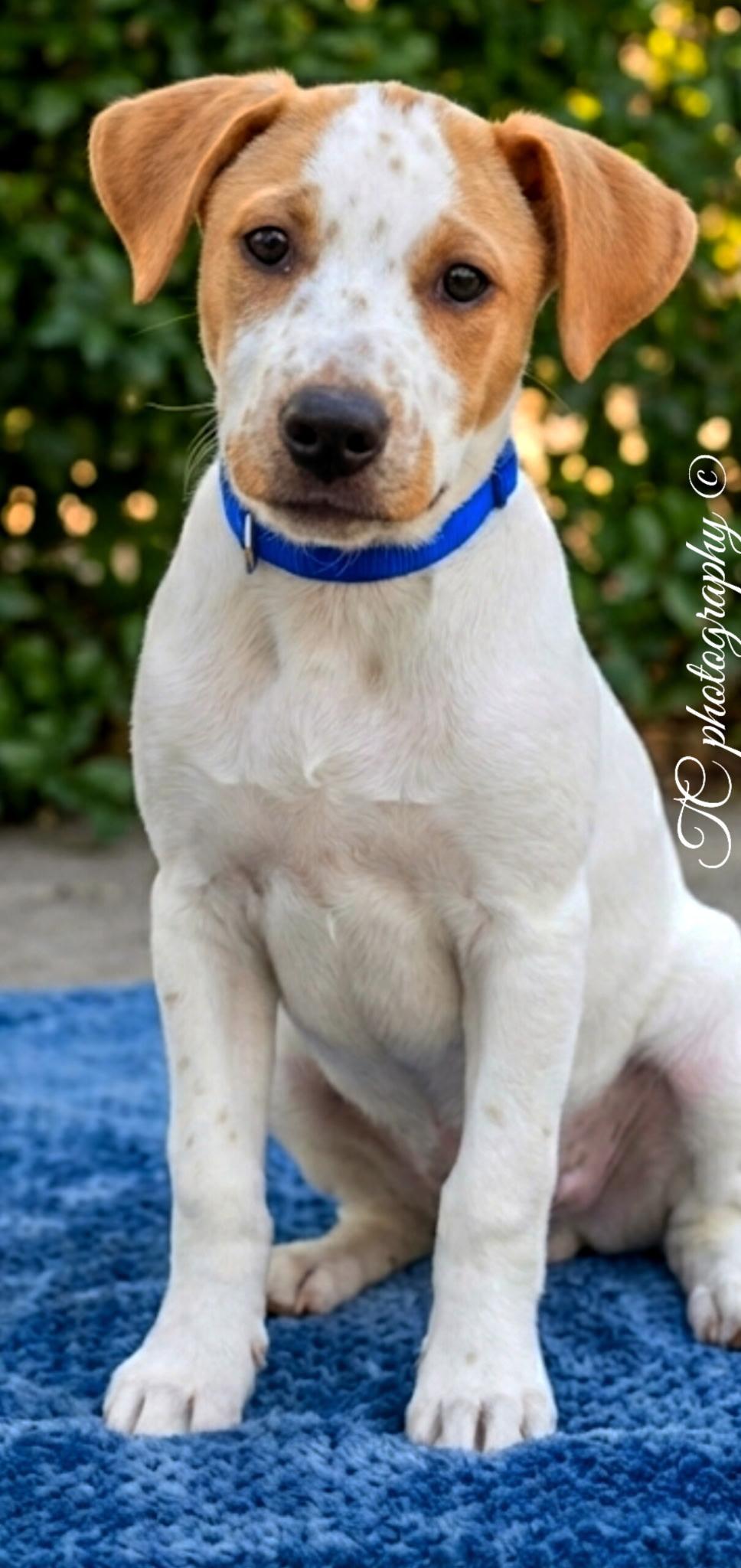 Enlarge Bolt, an adoptable mixed breed in Nahunta, GA image 1/1
