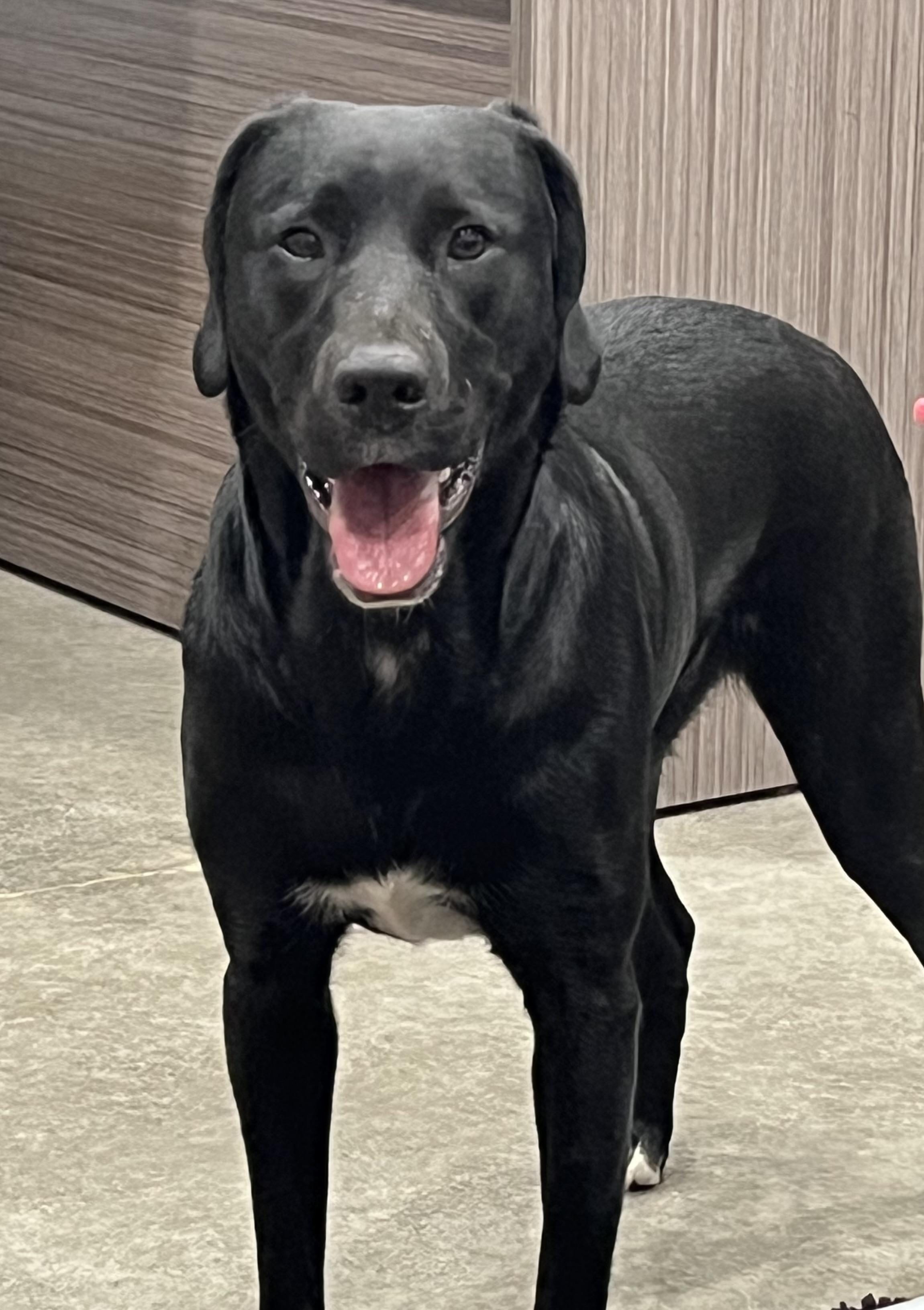 Trinity, Adoptable, Adult Female Labrador Retriever.