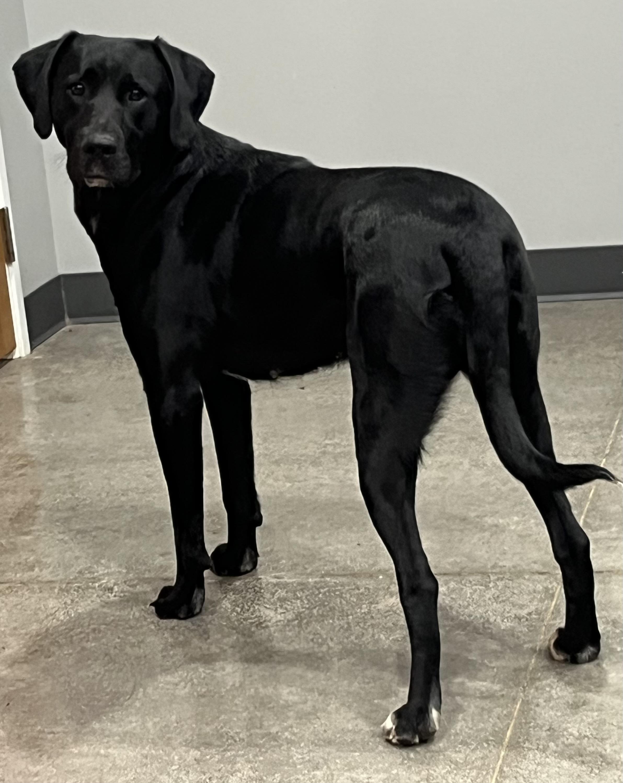 Enlarge Trinity, a Adoptable mixed breed in Ottumwa, IA image 2/2