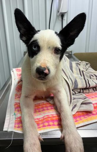 Thunder, ADOPTABLE, Young Male German Shepherd Dog.