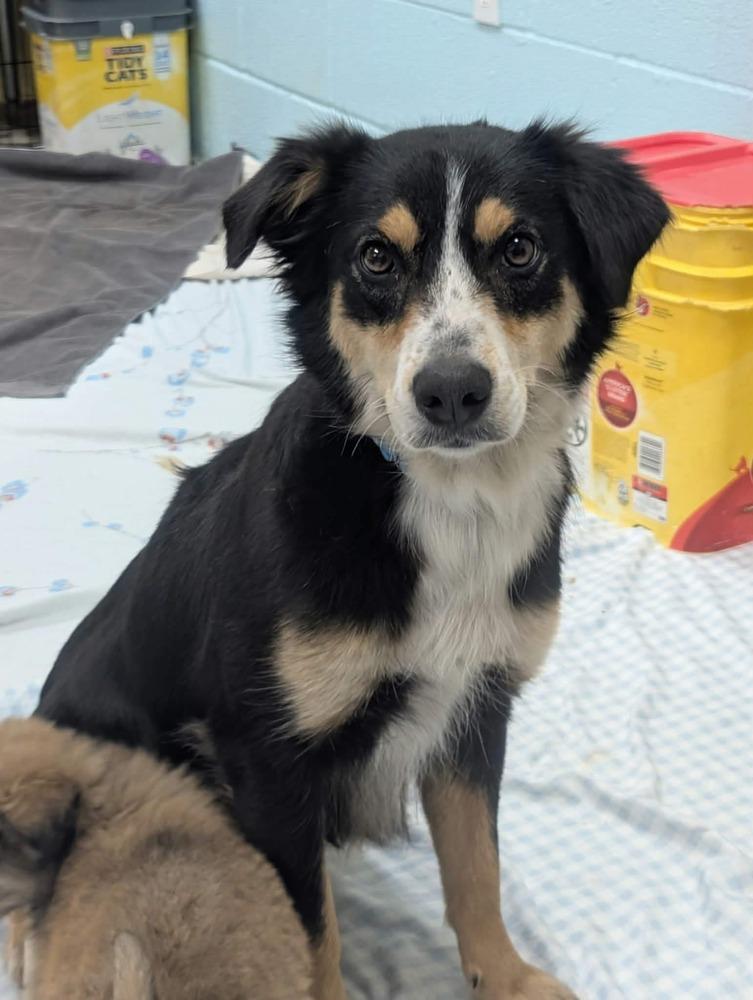 Enlarge Padme, a Adoptable Australian Shepherd in Deerfield, WI image 1/2