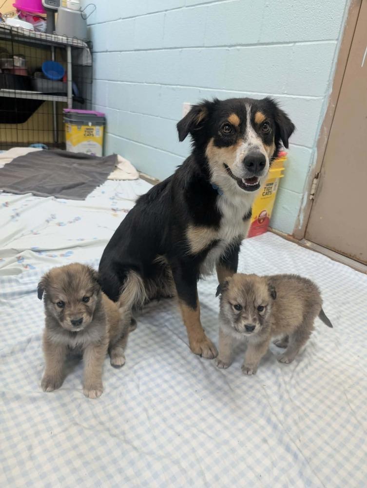 Enlarge Padme, a Adoptable Australian Shepherd in Deerfield, WI image 2/2
