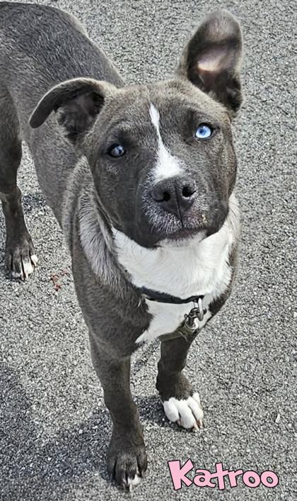 Enlarge Katroo (in foster), a Adoptable mixed breed in Mason, MI image 1/1