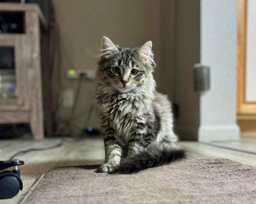 Mila, Adoptable, Kitten Female Domestic Long Hair.