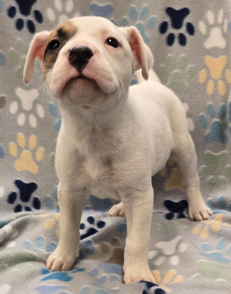 Pistachio, Adoptable, Puppy Female Pit Bull Terrier & Mixed Breed.