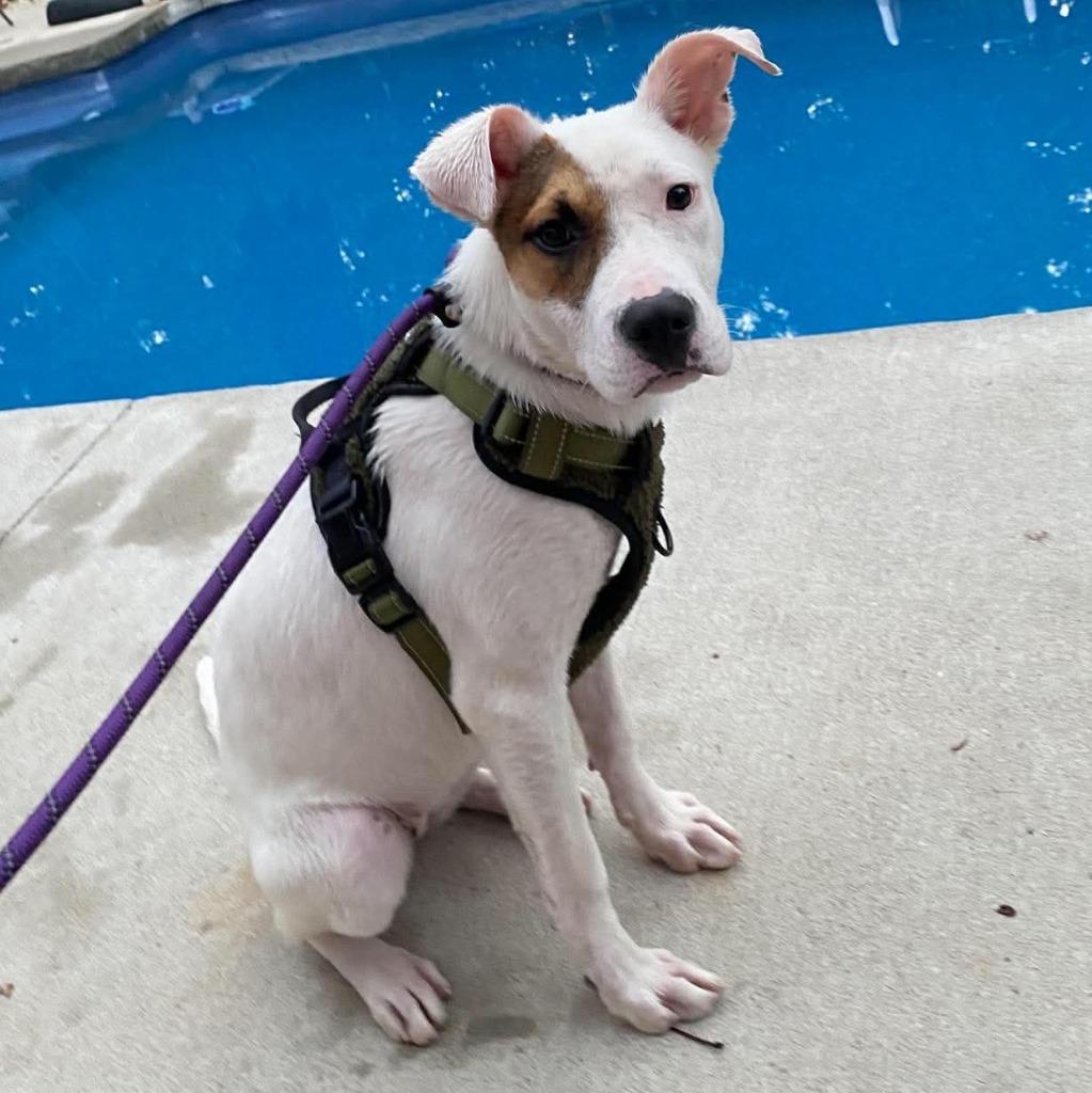 Enlarge Pistachio, a Adoptable mixed breed in Murphysboro, IL image 1/3