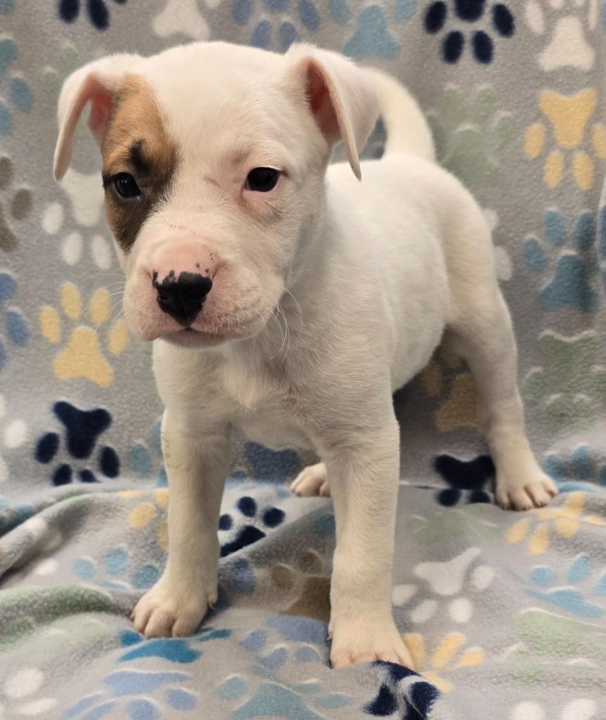 Pistachio, a Adoptable mixed breed in Murphysboro, IL image 3/3