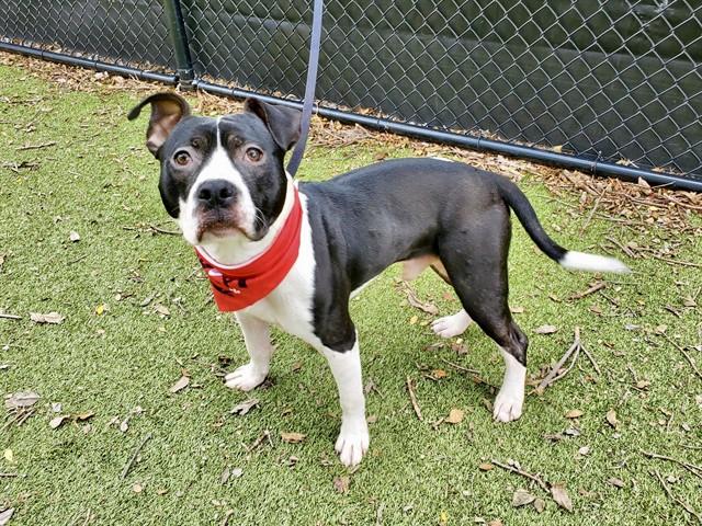 Enlarge RIGATONI, a Adoptable mixed breed in Omaha, NE image 1/1