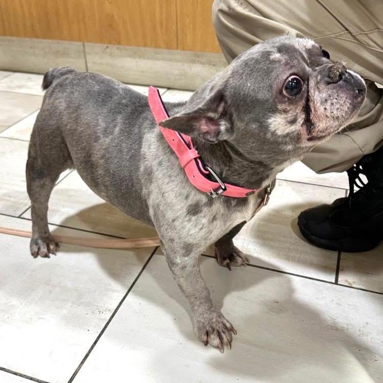 Teagan, Adoptable, Adult Female French Bulldog.