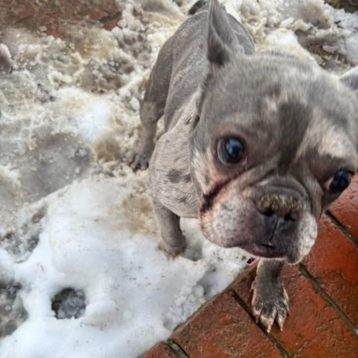 Enlarge Teagan, a Adoptable French Bulldog in Arlington, VA image 2/3