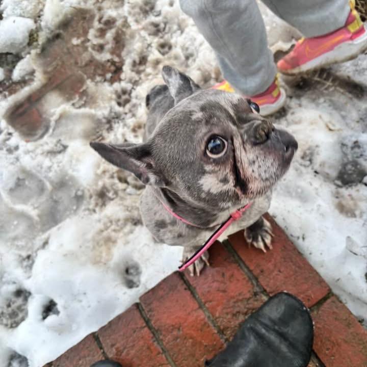 Enlarge Teagan, a Adoptable French Bulldog in Arlington, VA image 3/3