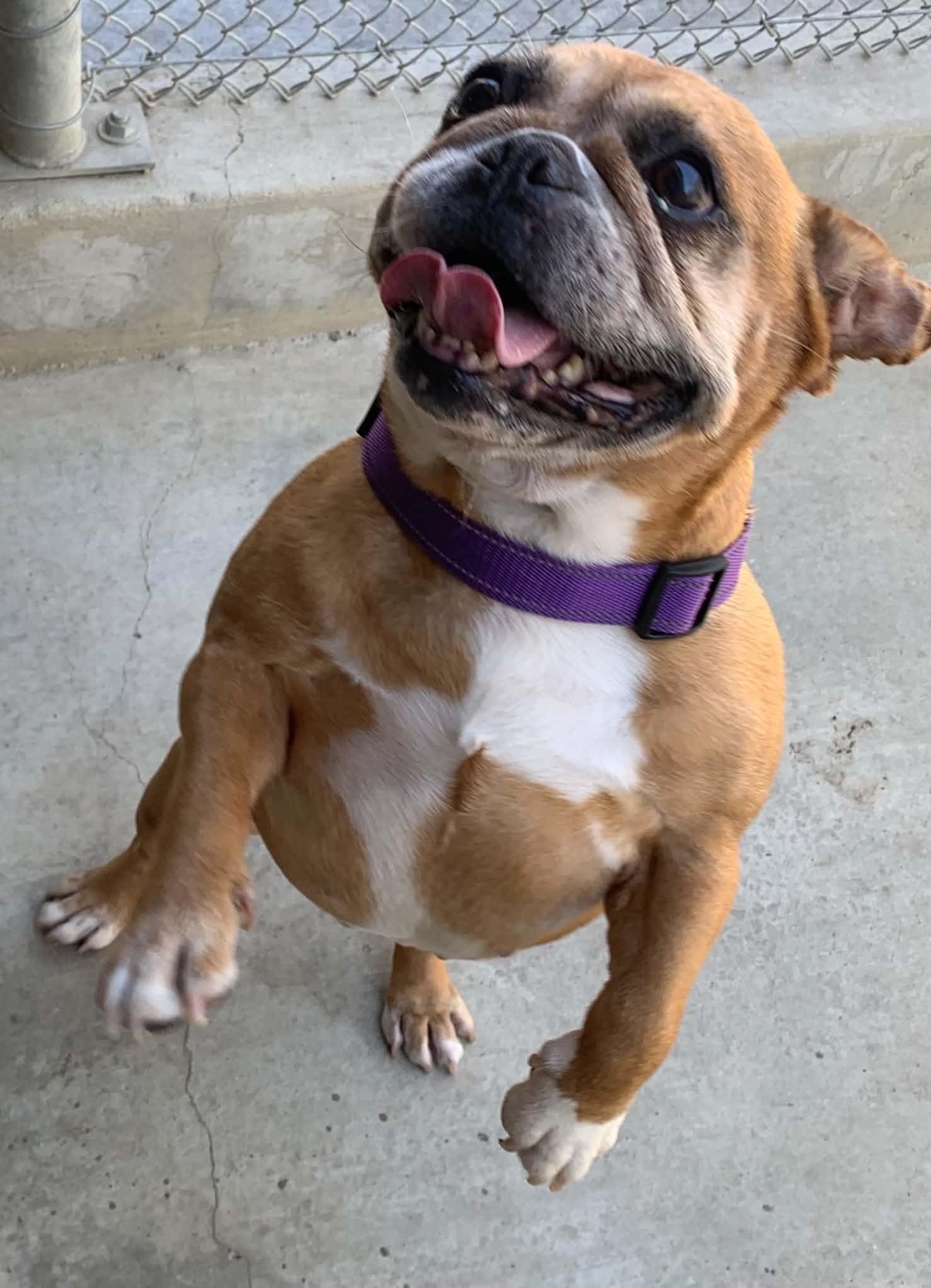 Enlarge Penny, a Adopted mixed breed in Hollister, CA image 5/5