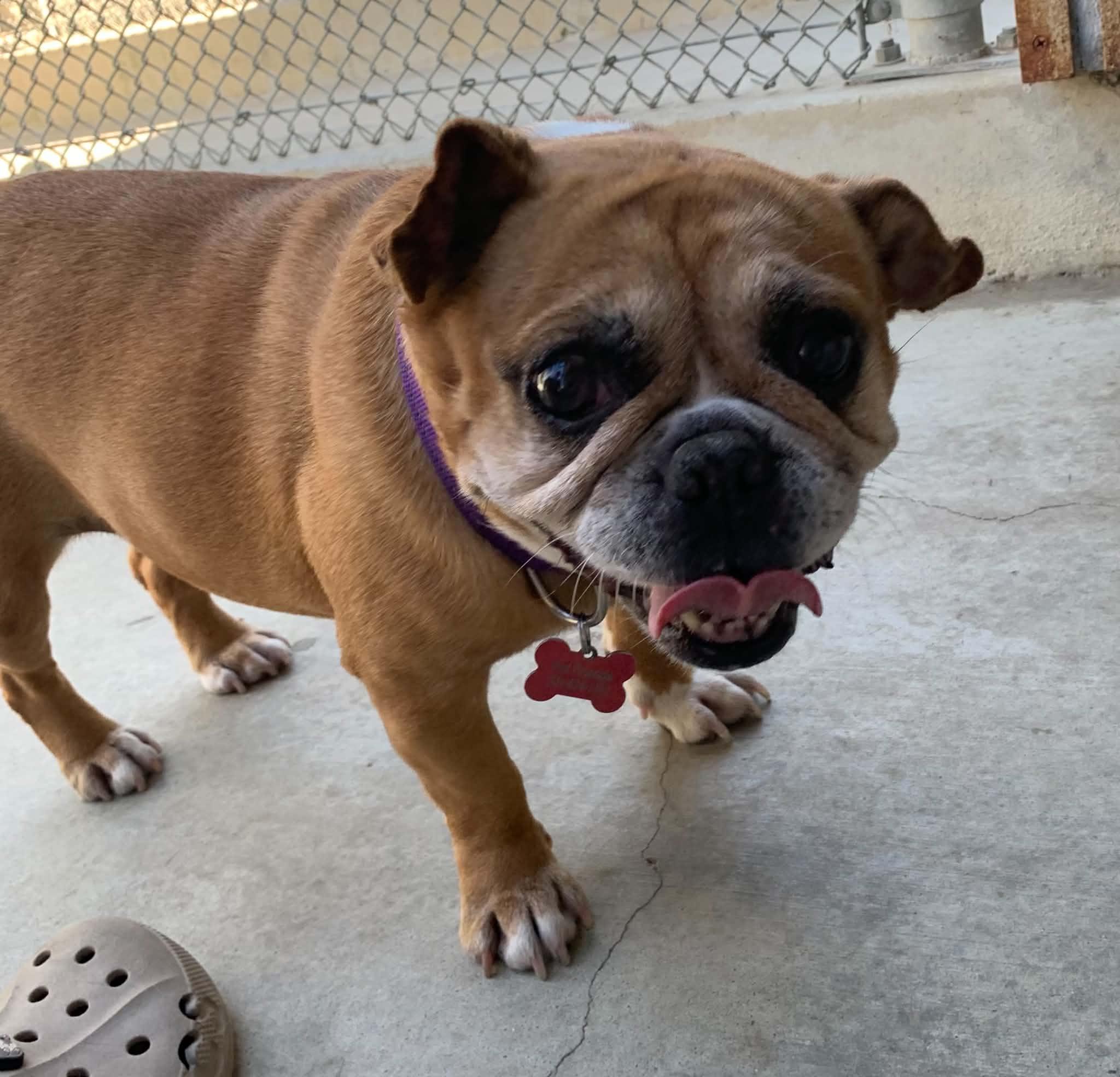 Enlarge Penny, a Adopted mixed breed in Hollister, CA image 3/5