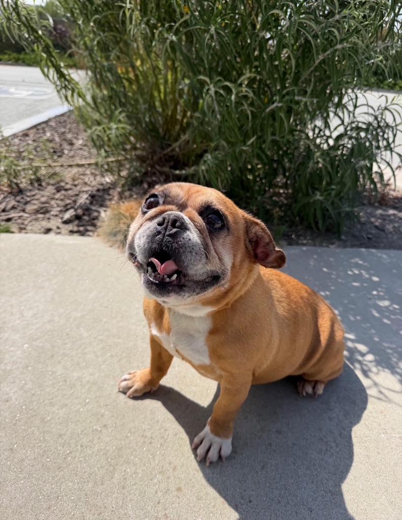 Penny, Adopted, Adult Female American Bully & Pug.