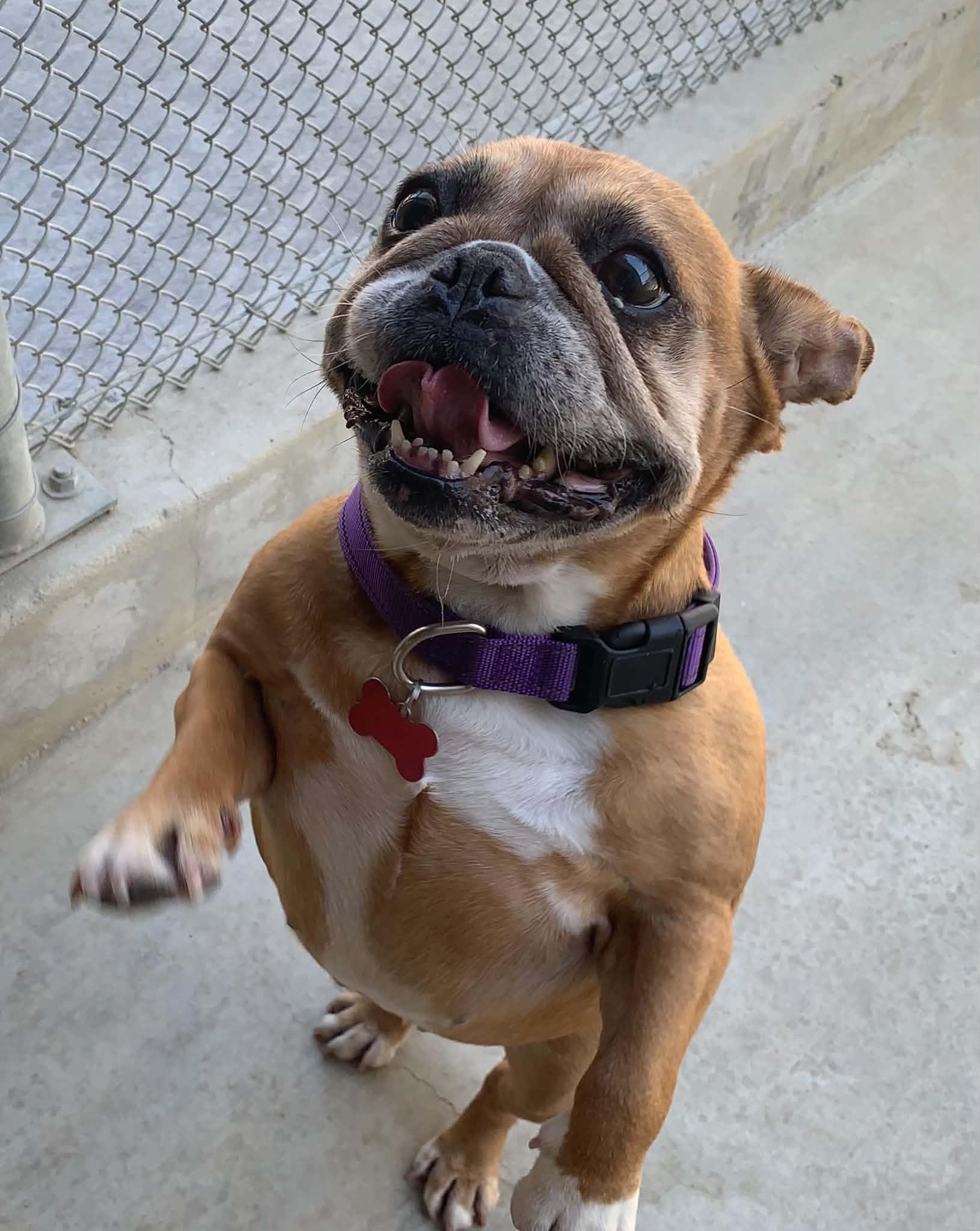 Enlarge Penny, a Adopted mixed breed in Hollister, CA image 2/5