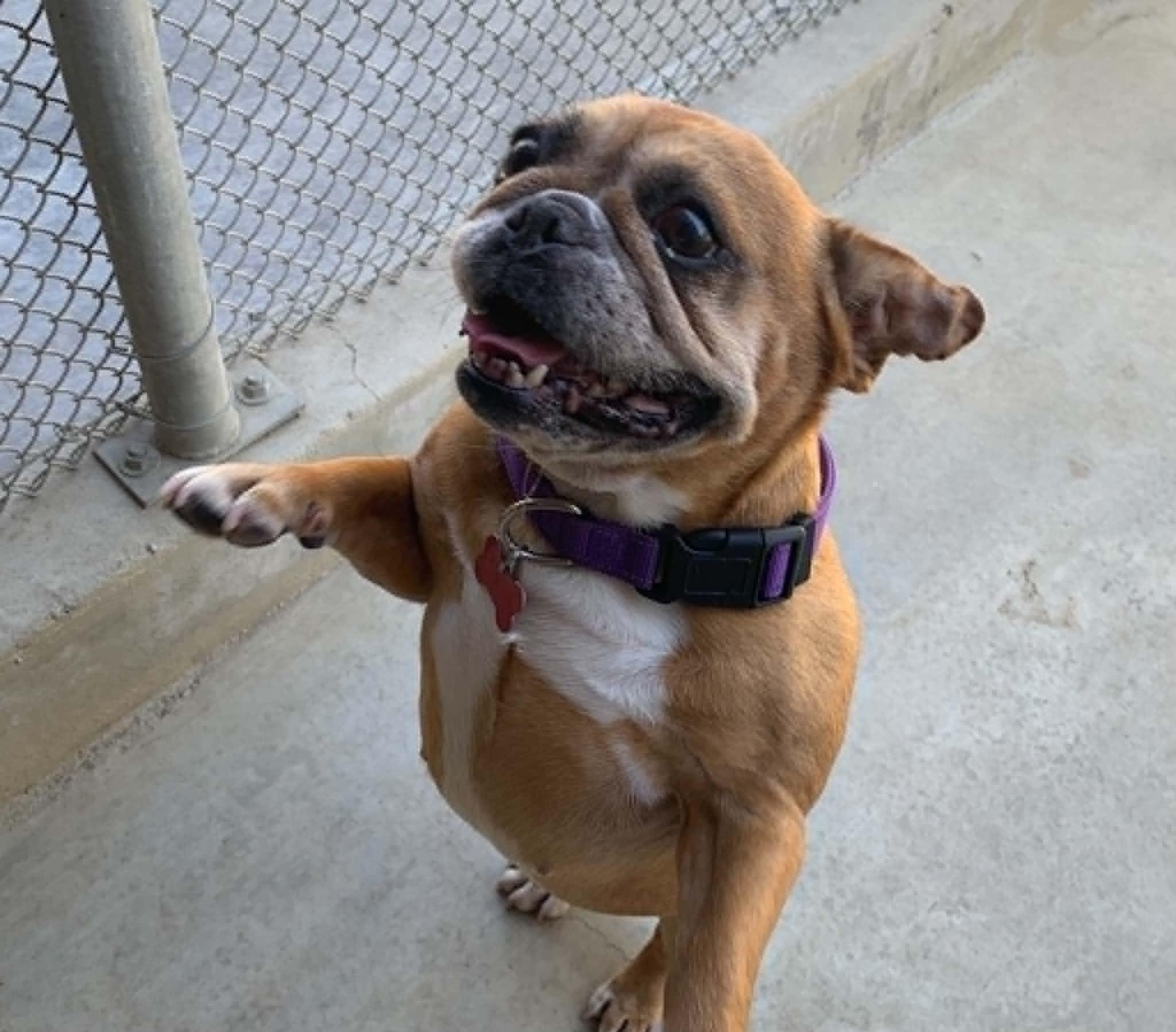 Enlarge Penny, a Adopted mixed breed in Hollister, CA image 4/5