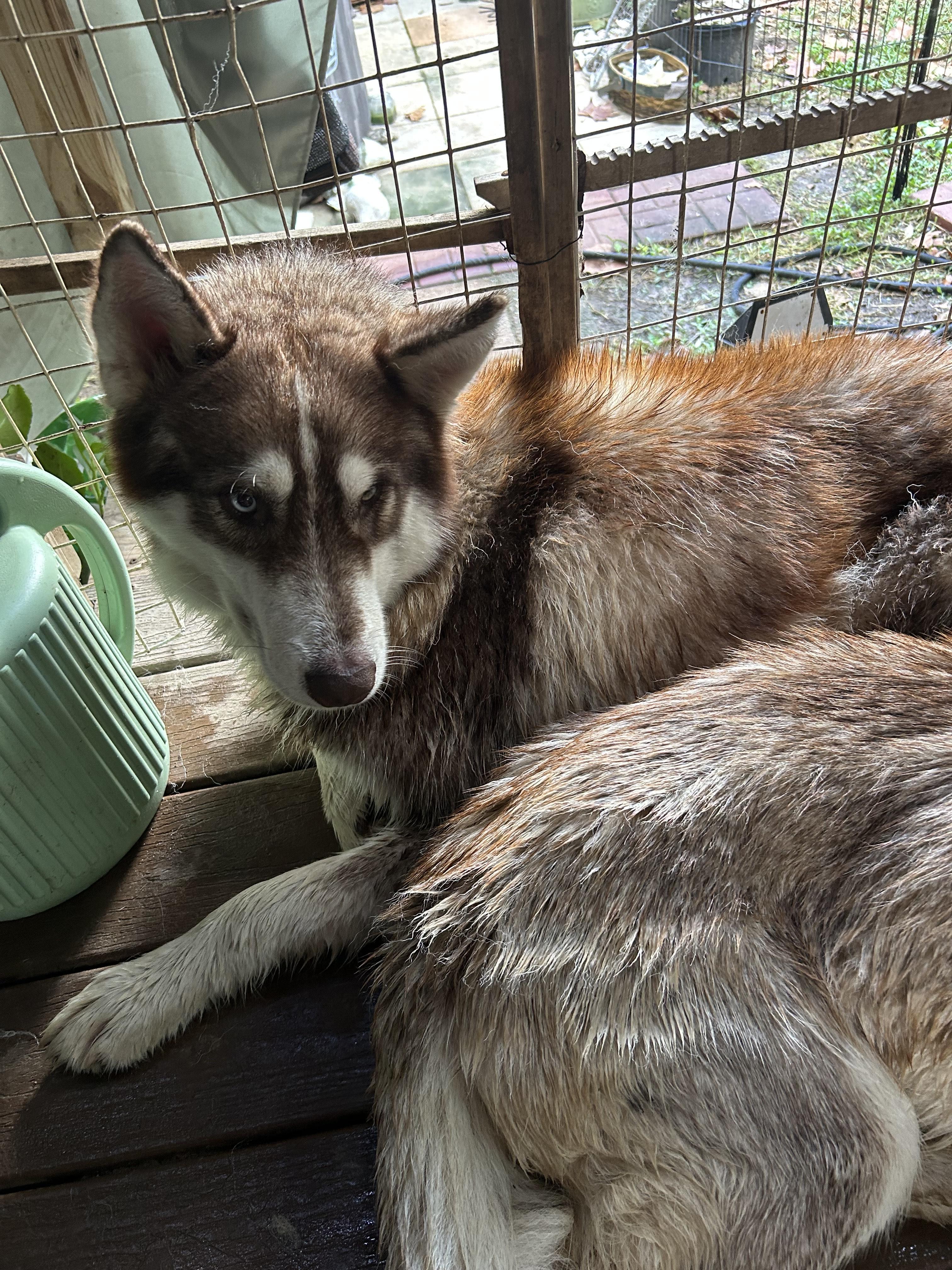 Rhett, a Adoptable Siberian Husky in Lakeland, FL image 2/3