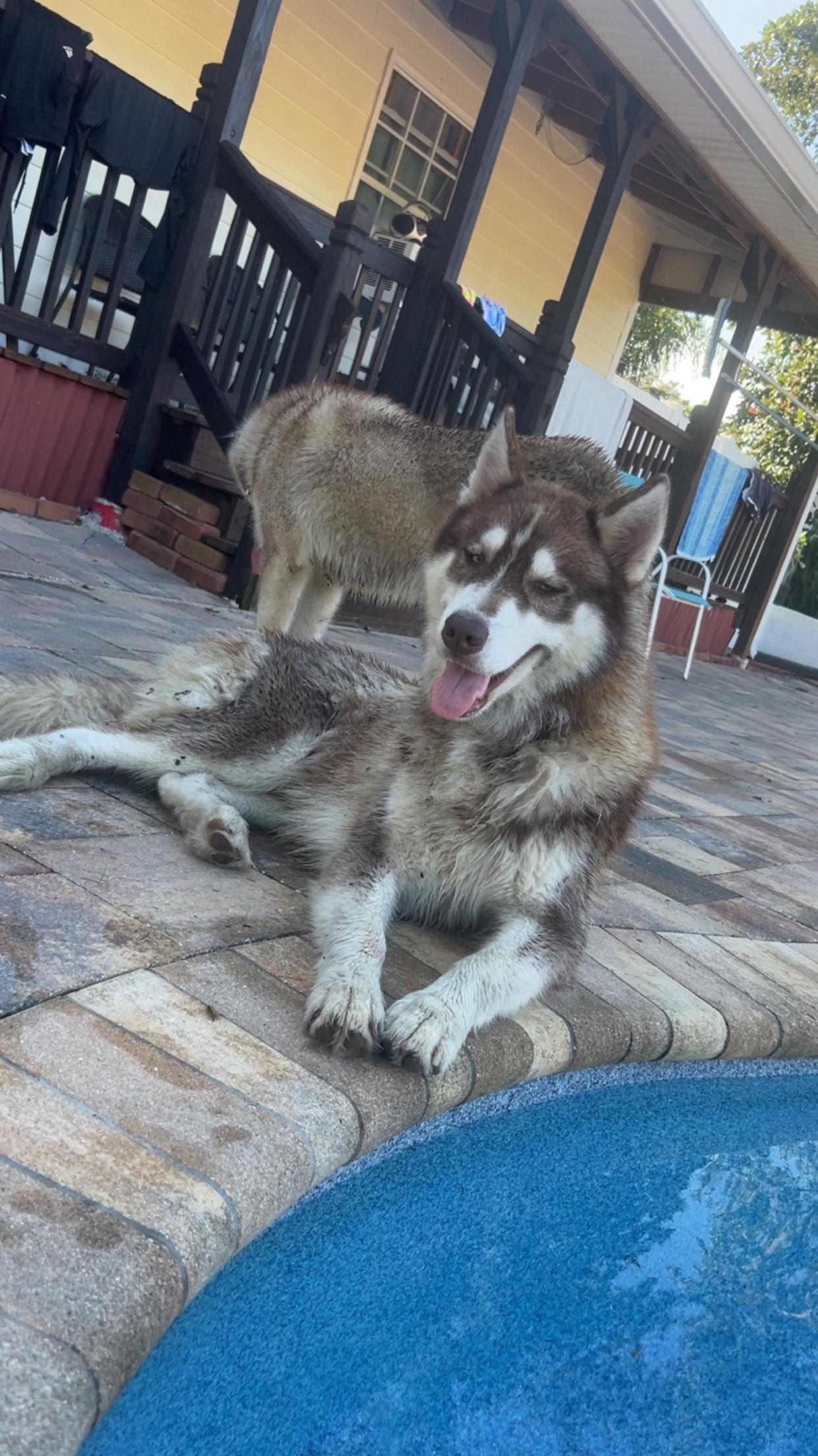 Rhett, a Adoptable Siberian Husky in Lakeland, FL image 3/3