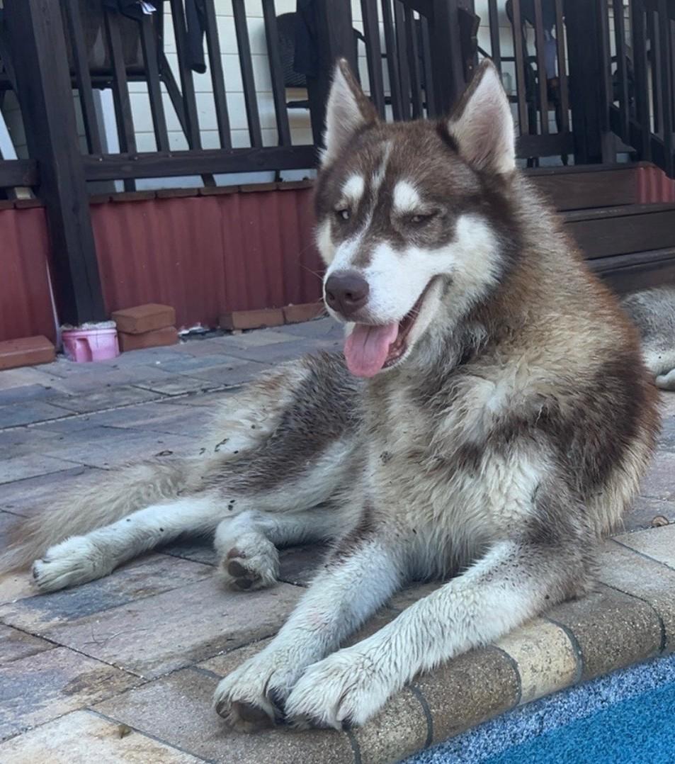 Rhett, a Adoptable Siberian Husky in Lakeland, FL image 1/3