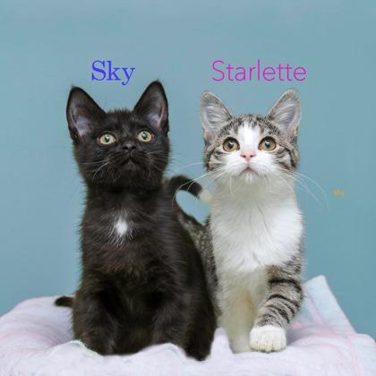 Sky, Adoptable, Kitten Male Domestic Medium Hair & Domestic Short Hair.
