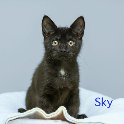 Enlarge Sky, a Adoptable mixed breed in Parma, OH image 2/2