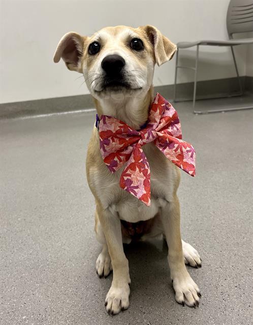 Enlarge LATTE, a Adoptable mixed breed in San Francisco, CA image 1/1