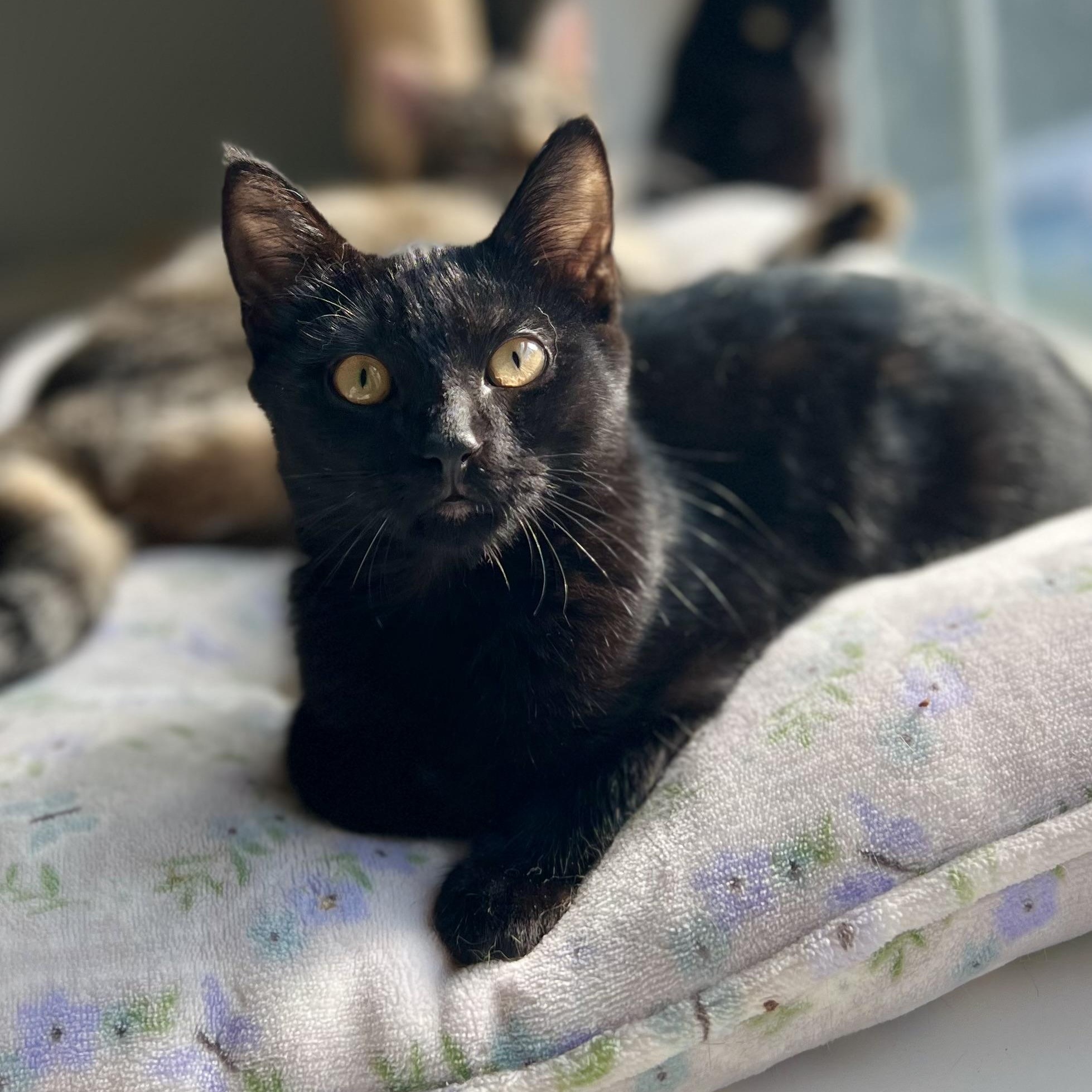 Drifter, Adoptable, Kitten Male Domestic Short Hair.