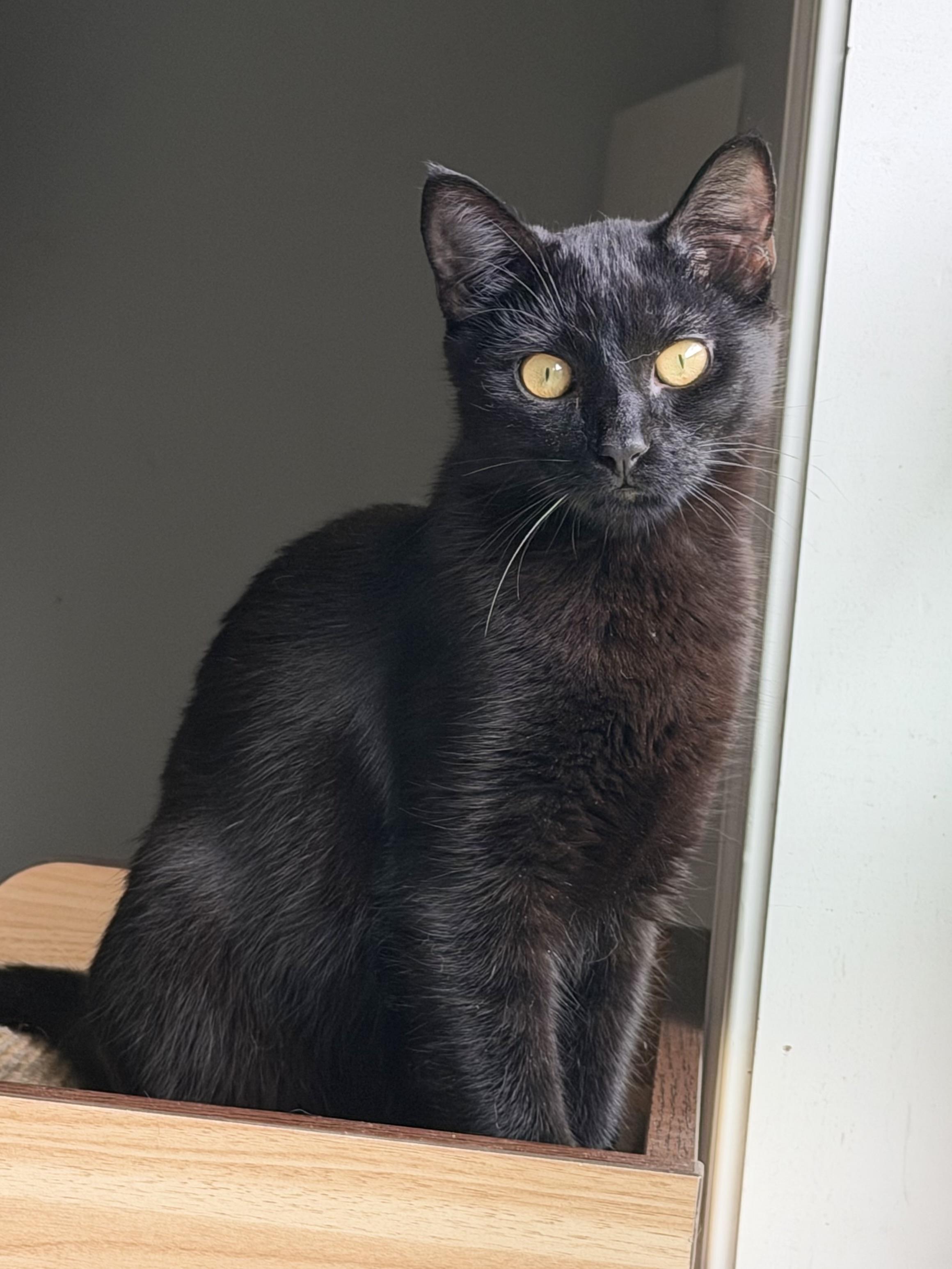 Drifter, Adoptable, Young Male Domestic Short Hair.