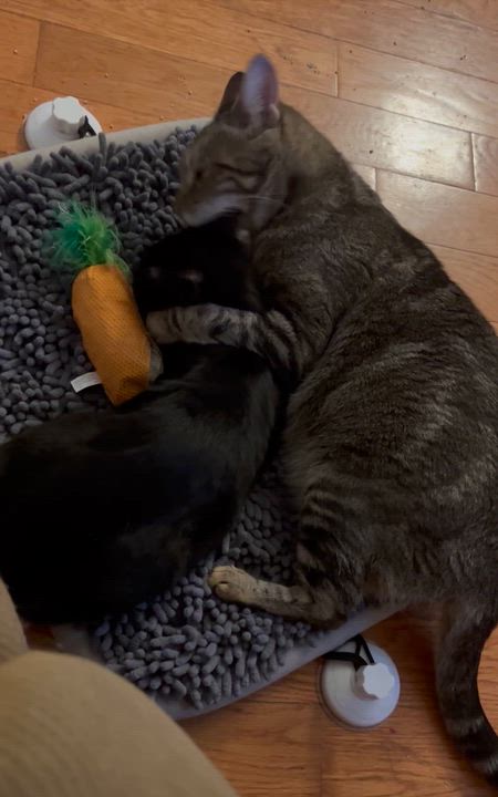 Enlarge Drifter, a Adoptable mixed breed in Griswold, CT video 2/6
