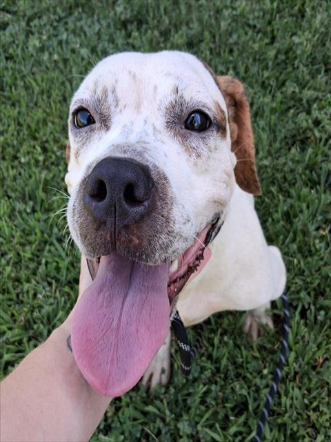 Enlarge LUNA, a Adoptable mixed breed in Olivette, MO image 1/1