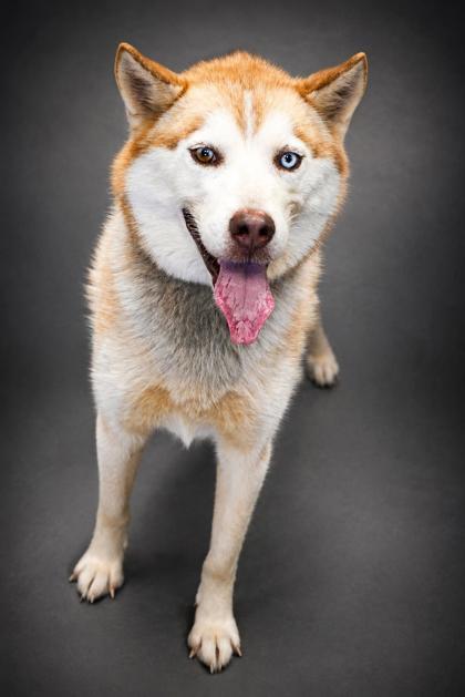 Buddy, Adoptable, Adult Male Husky & Mixed Breed.