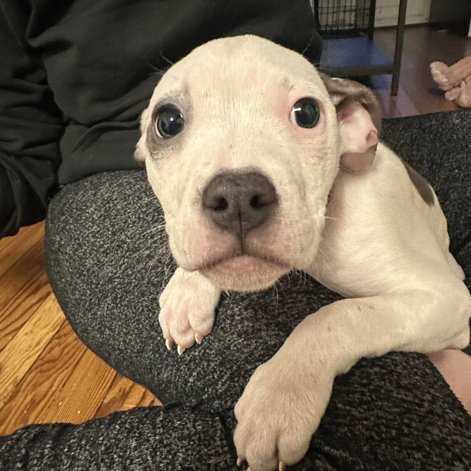 Enlarge HARLEY- Needs a forever home!, an adopted mixed breed in Birmingham, MI image 3/3