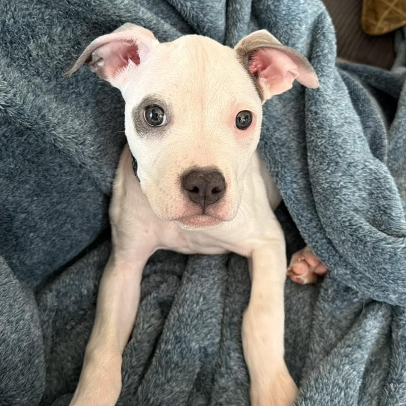 Enlarge HARLEY- Needs a forever home!, an adopted mixed breed in Birmingham, MI image 2/3