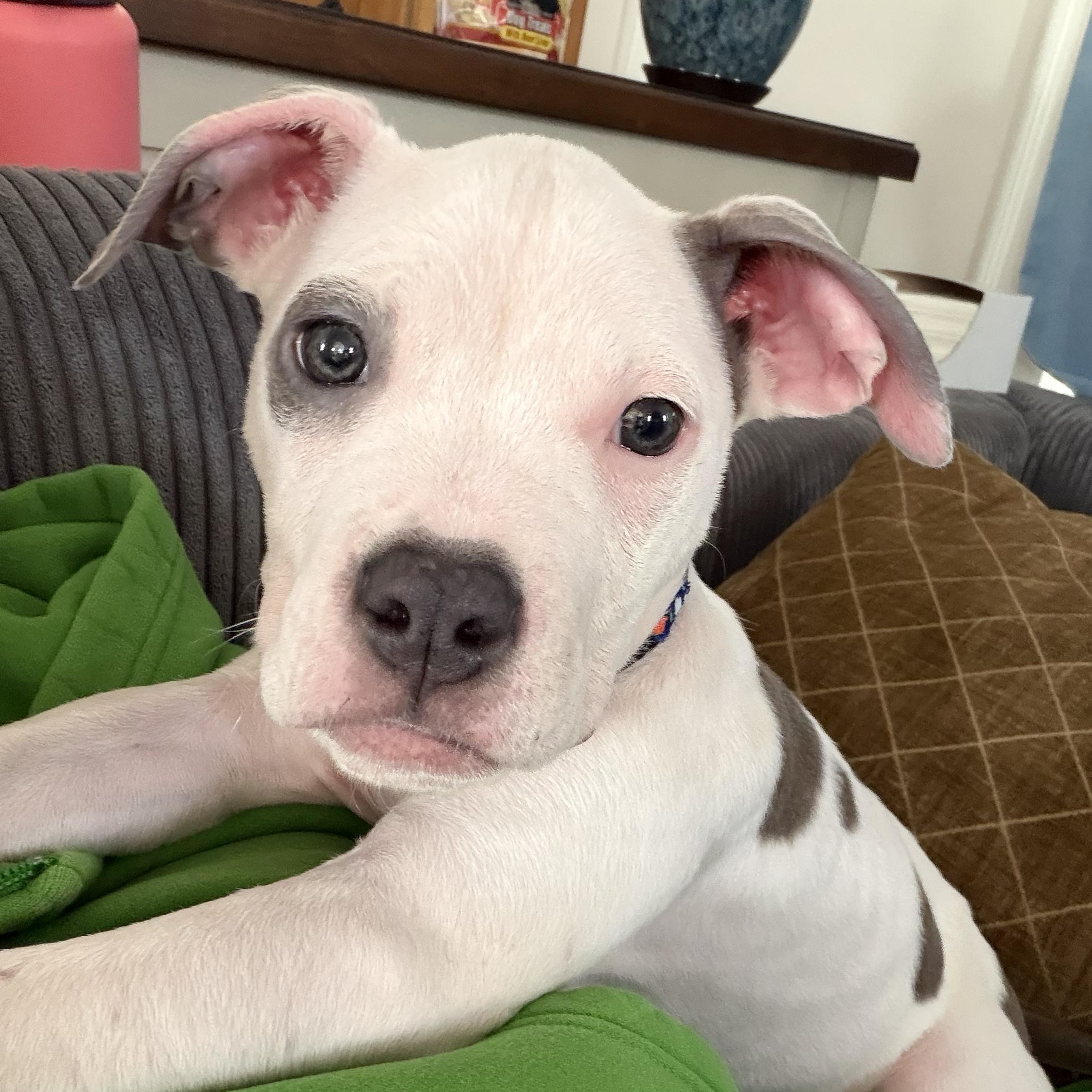 HARLEY- Needs a forever home!, adopted, Puppy Female Terrier.