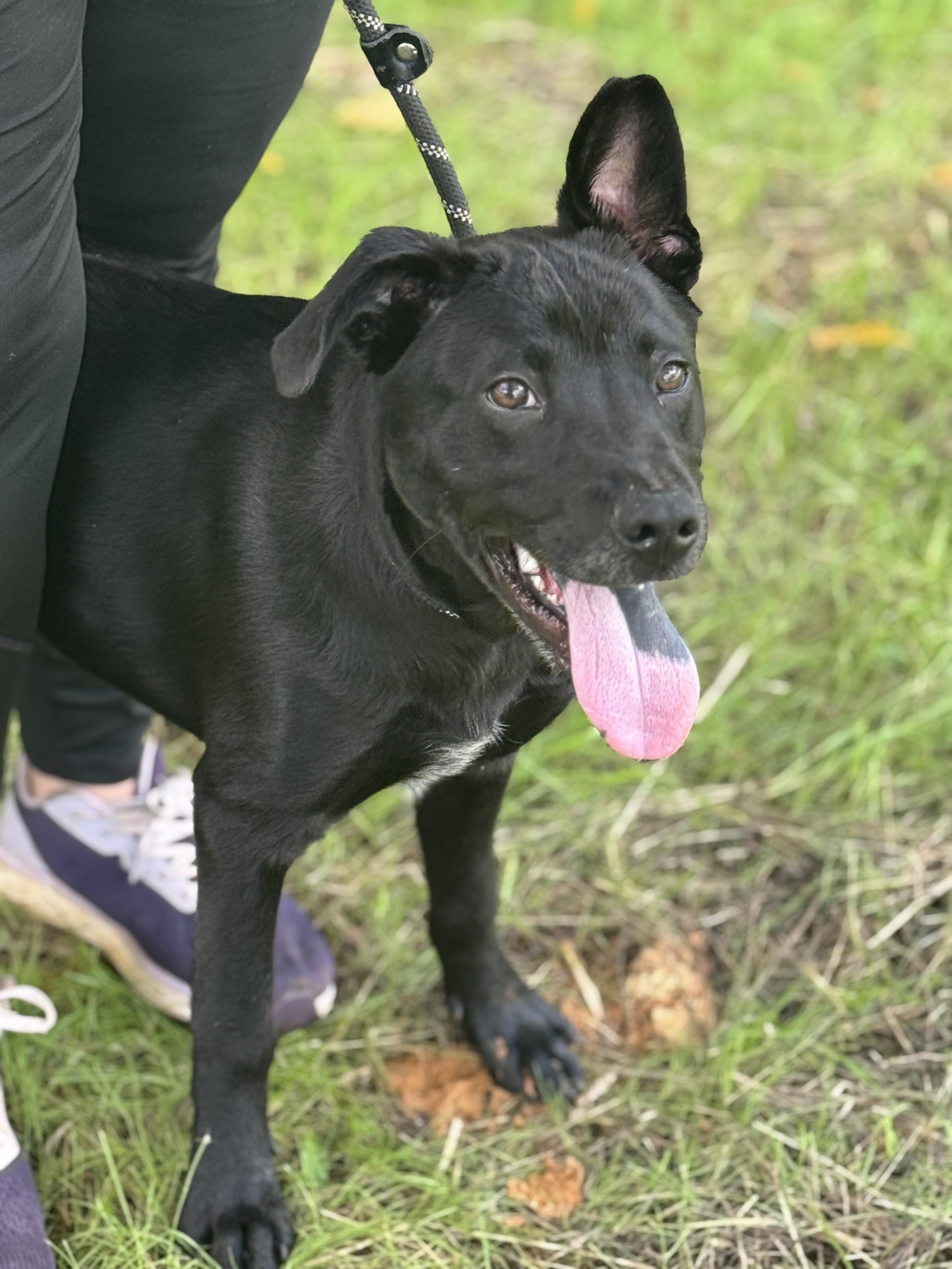 Cliff Hanger, a ADOPTABLE mixed breed in Richmond, VA image 4/6