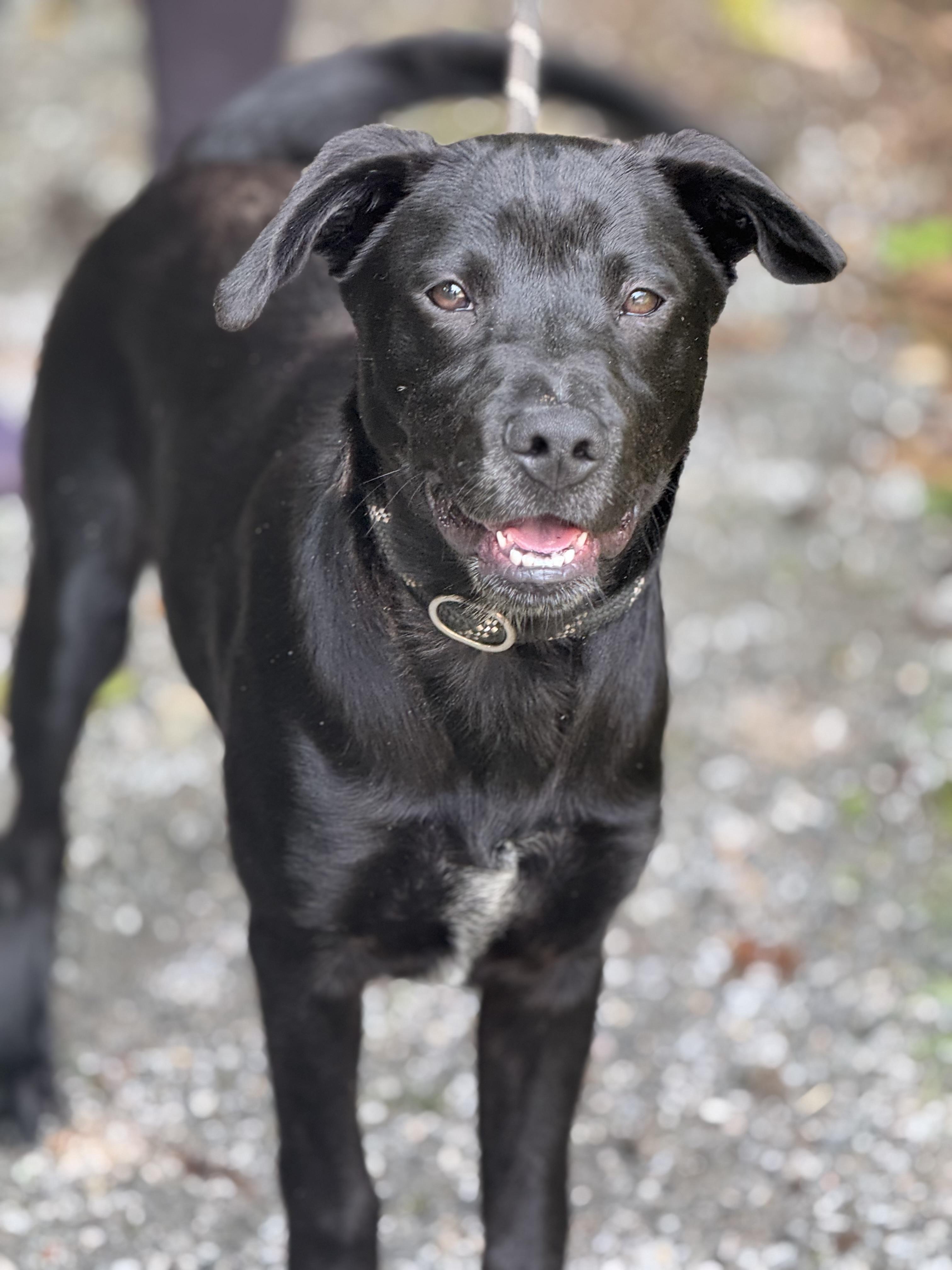 Cliff Hanger, a ADOPTABLE mixed breed in Richmond, VA image 3/6