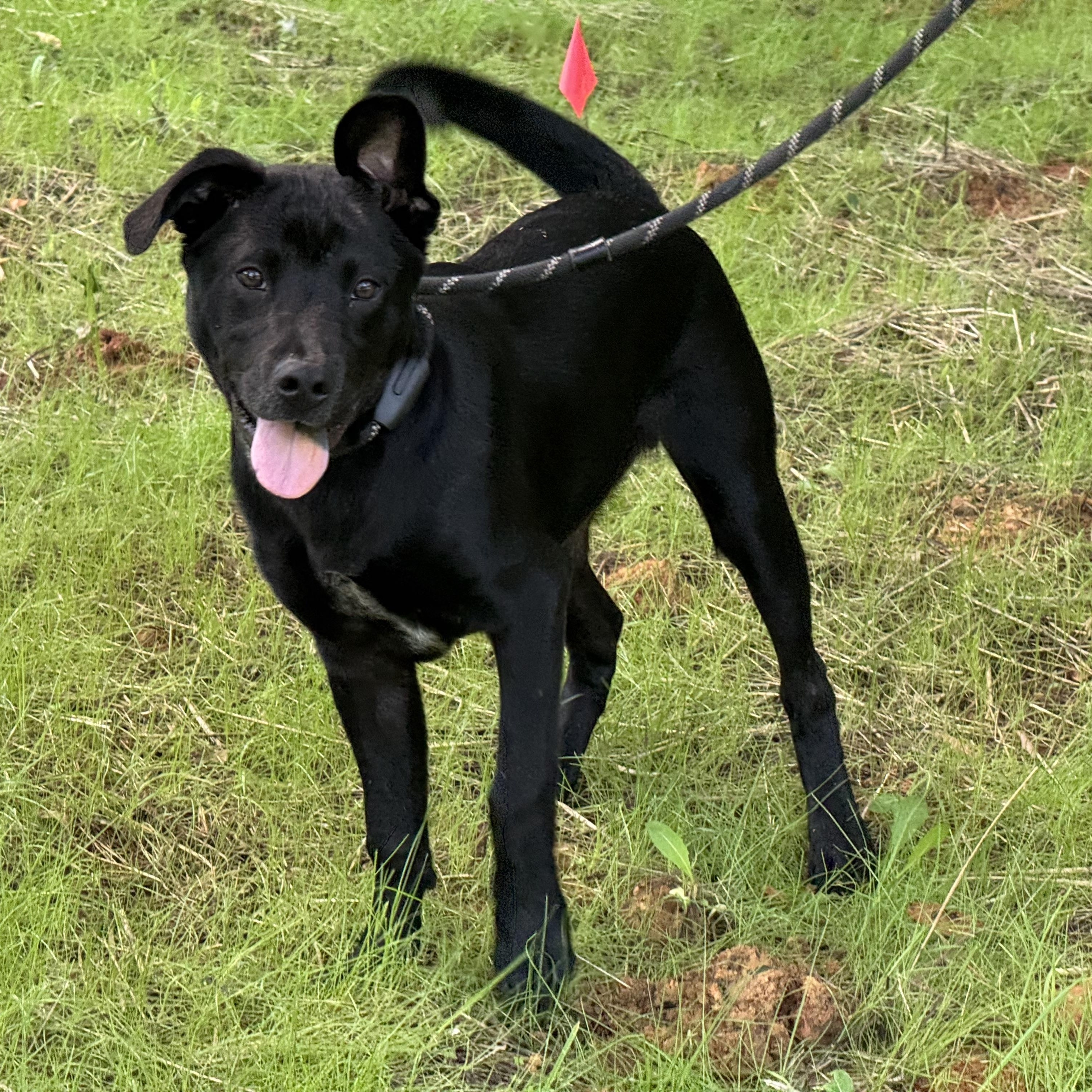Cliff Hanger, a ADOPTABLE mixed breed in Richmond, VA image 5/6