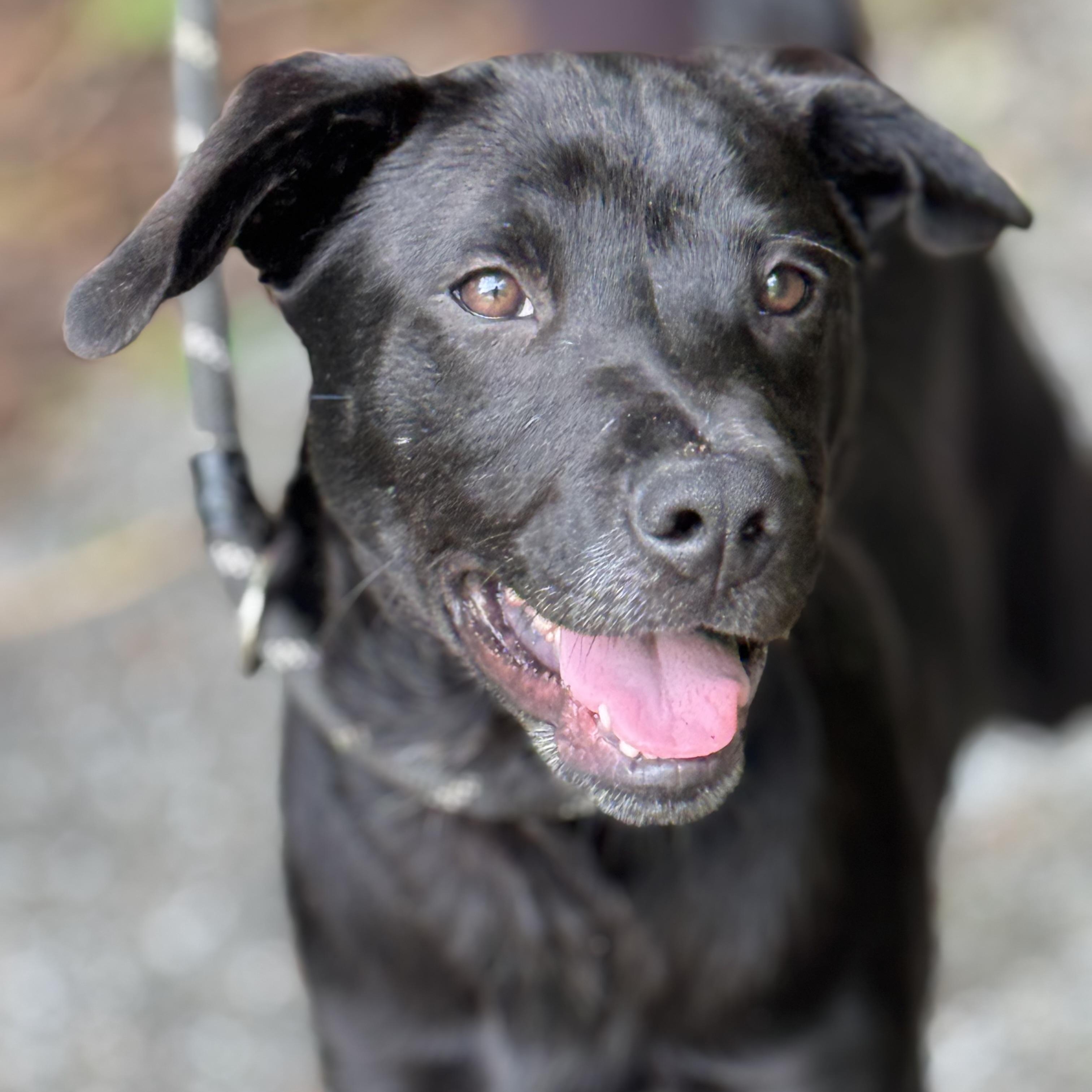 Cliff Hanger, a ADOPTABLE mixed breed in Richmond, VA image 1/6